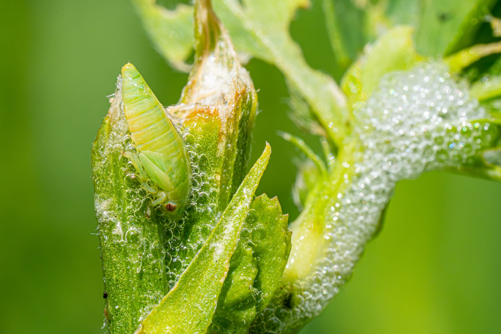 spittlebug