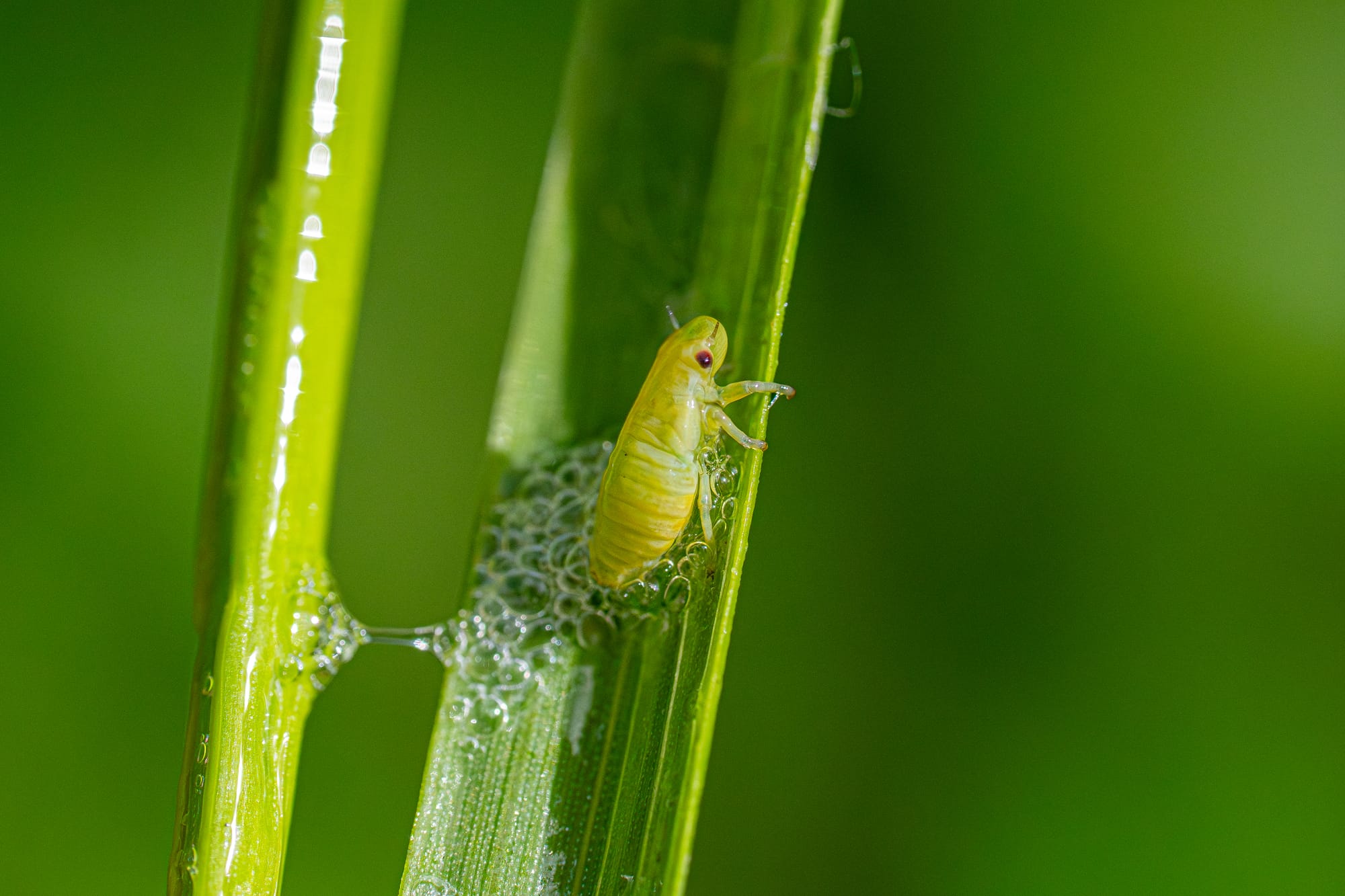 spittlebug