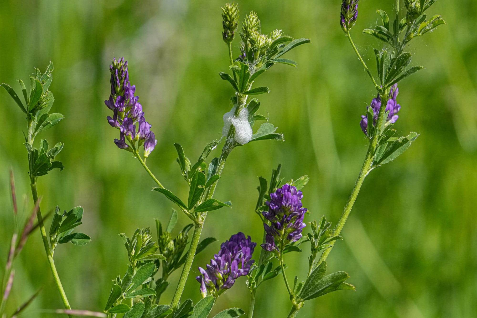 spittlebug on wild pea