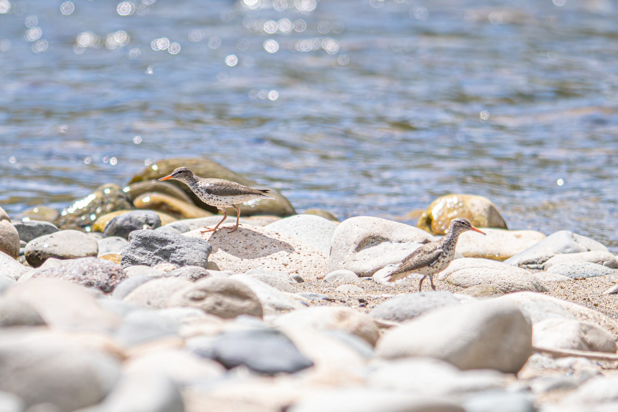 fighting spotted sandpipers