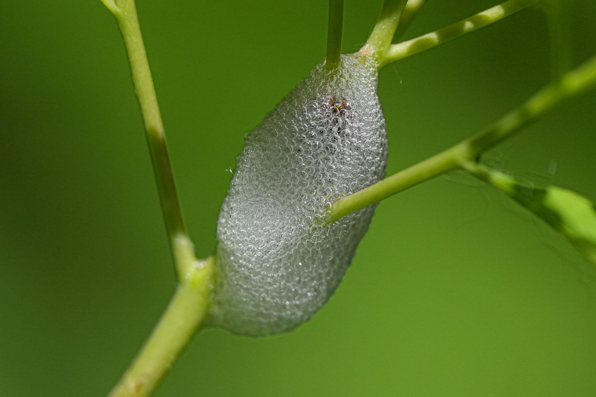 spittlebug