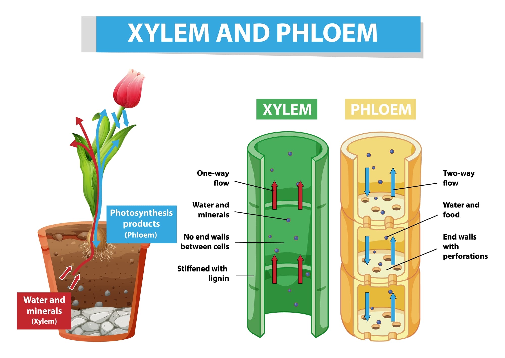 xylem vs phloem