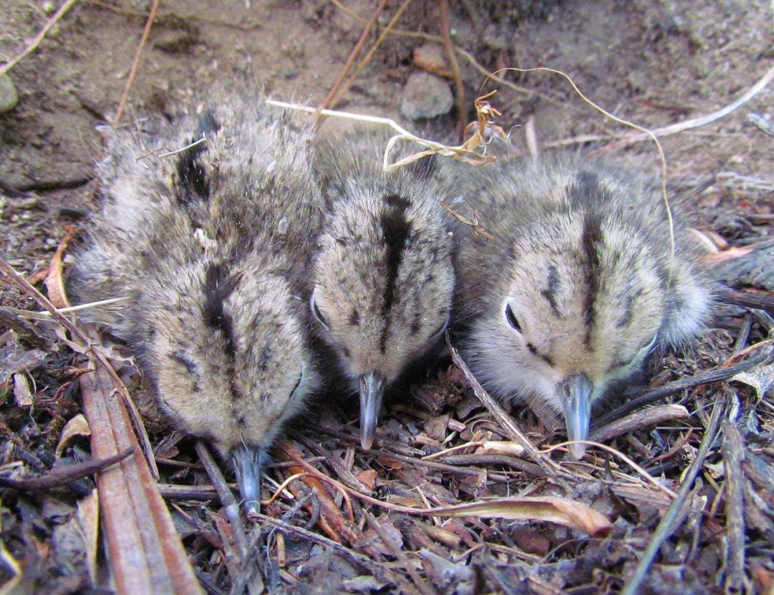 spotted sandpiper chicks