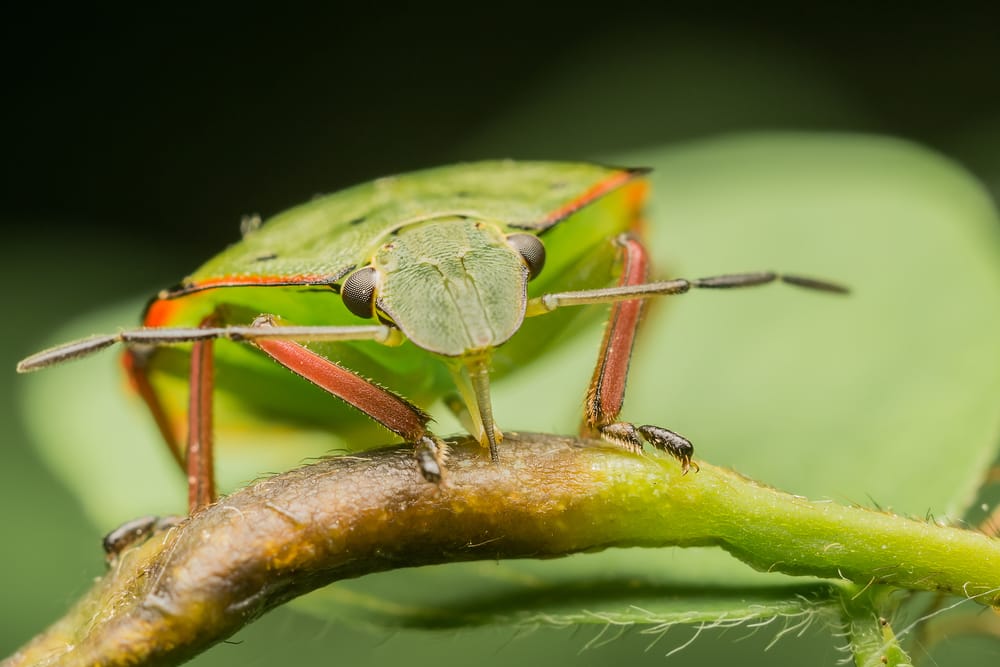shield bug
