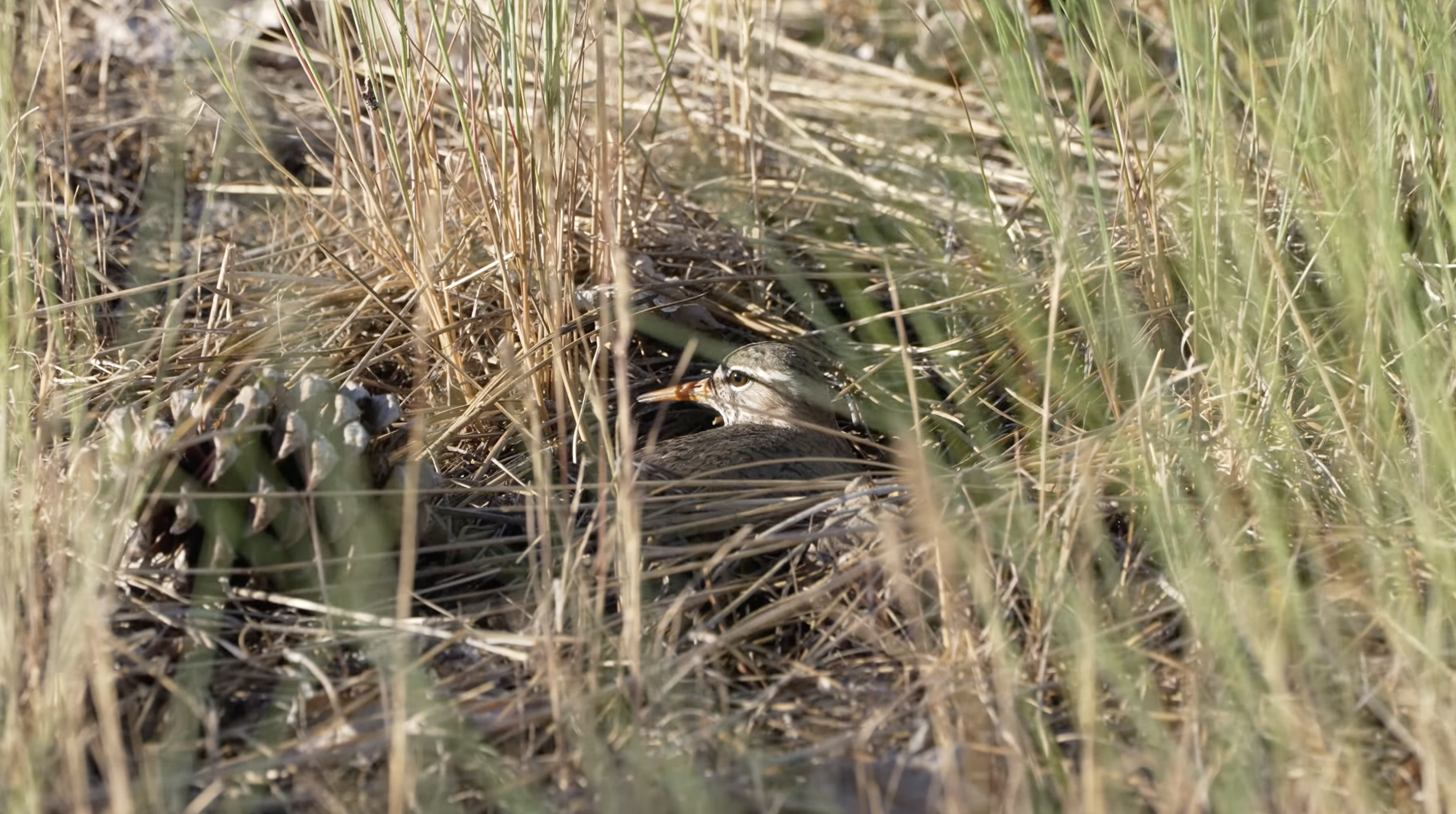 spotted sandpiper on nest