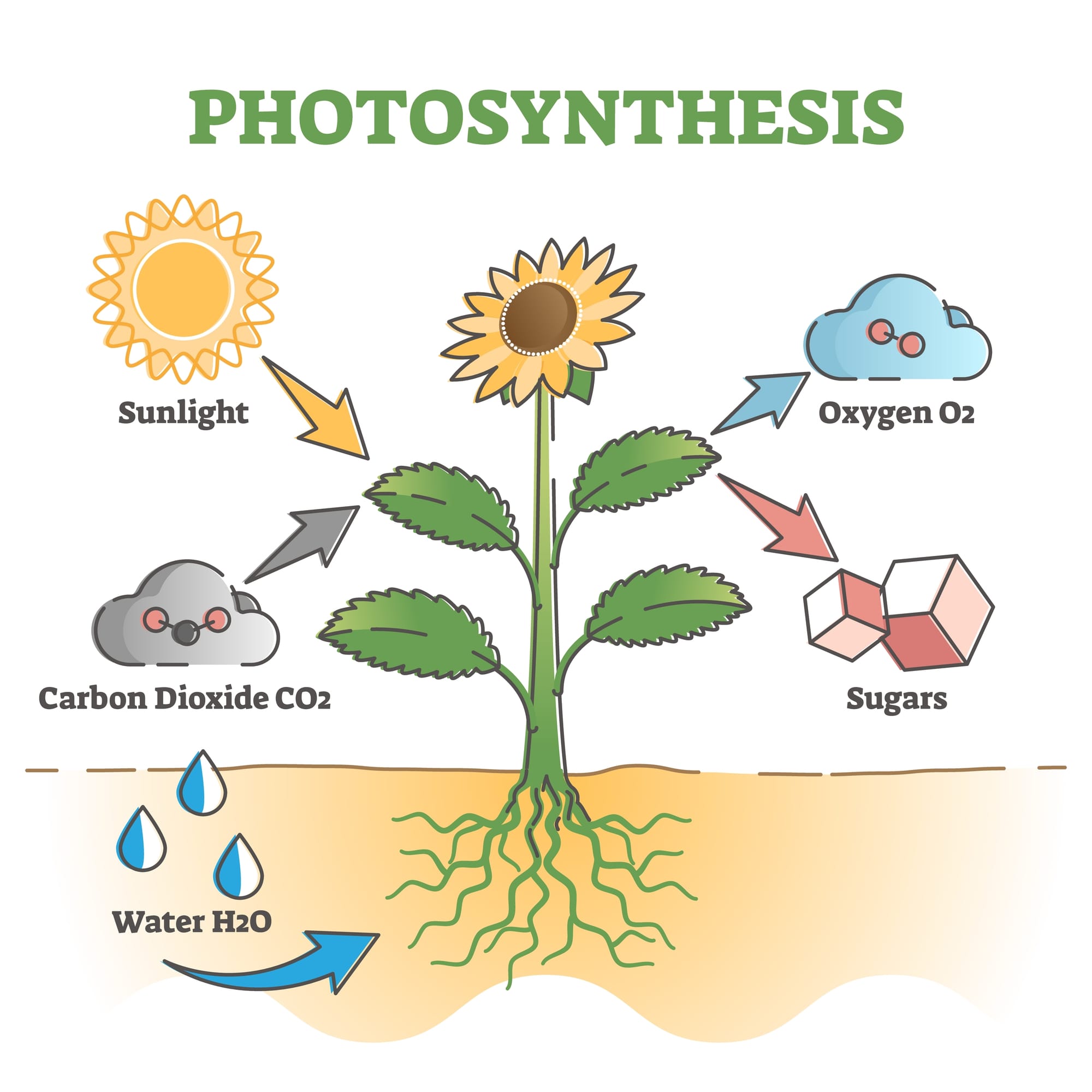 photosynthesis