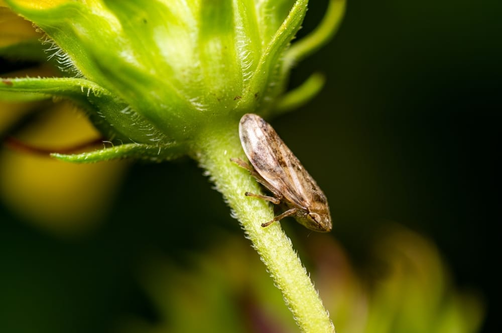 spittlebug