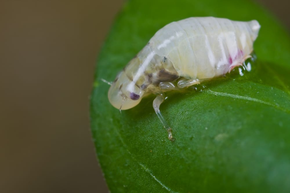 spittlebug