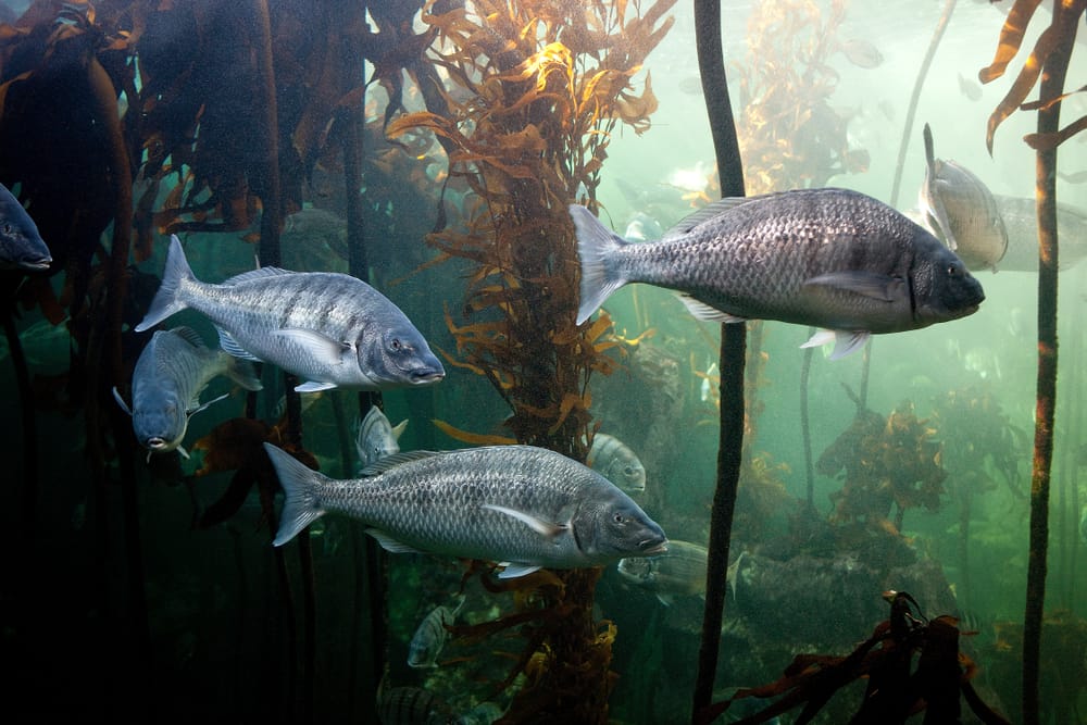 fish in kelp beds