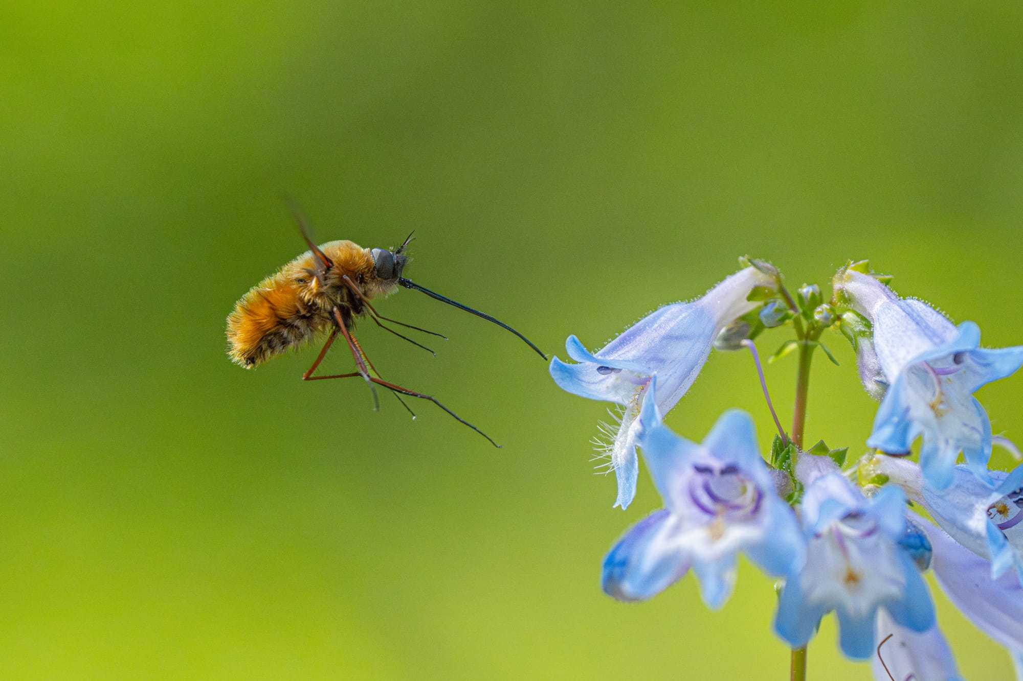 bee fly