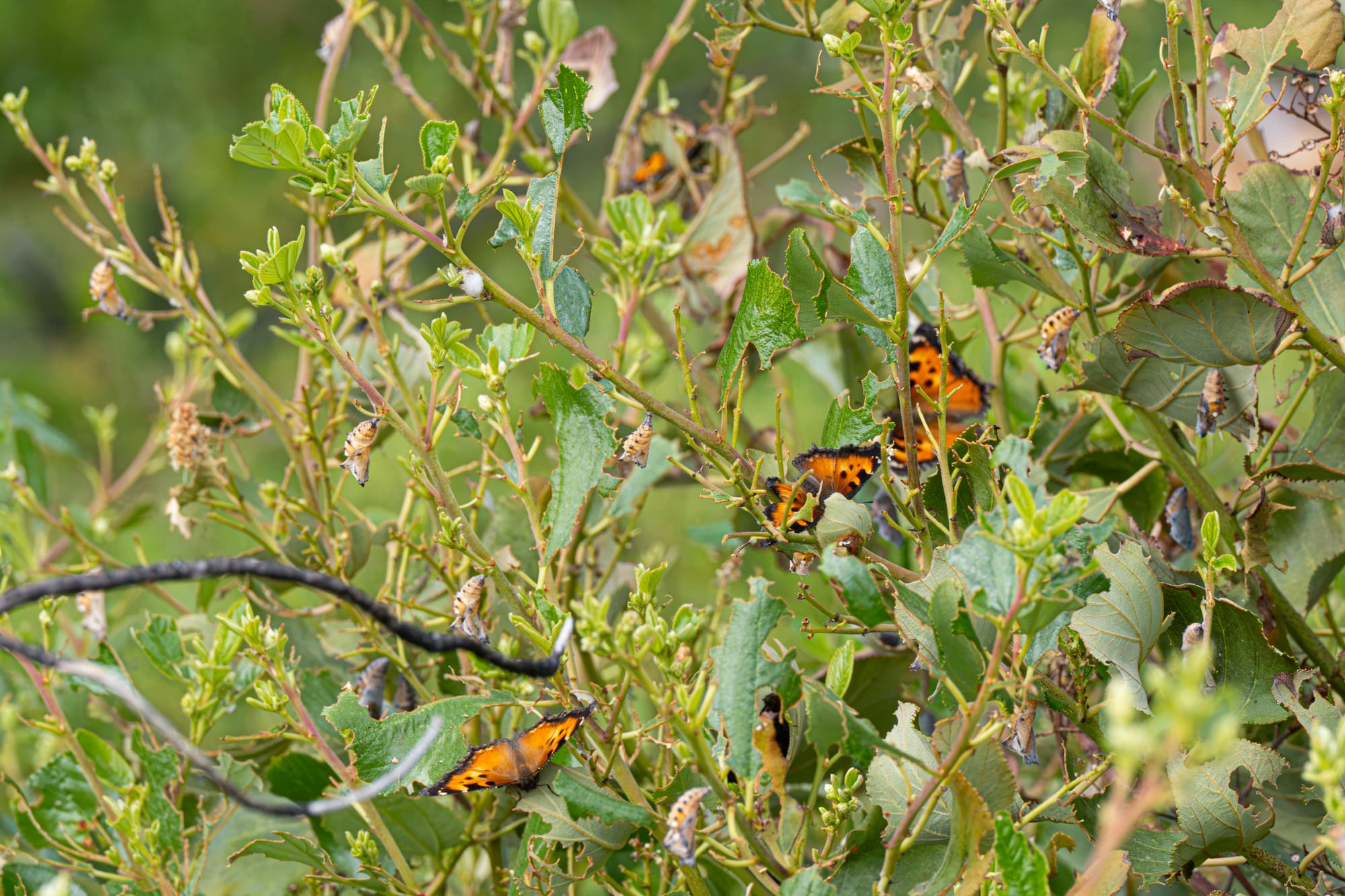 California tortoiseshells