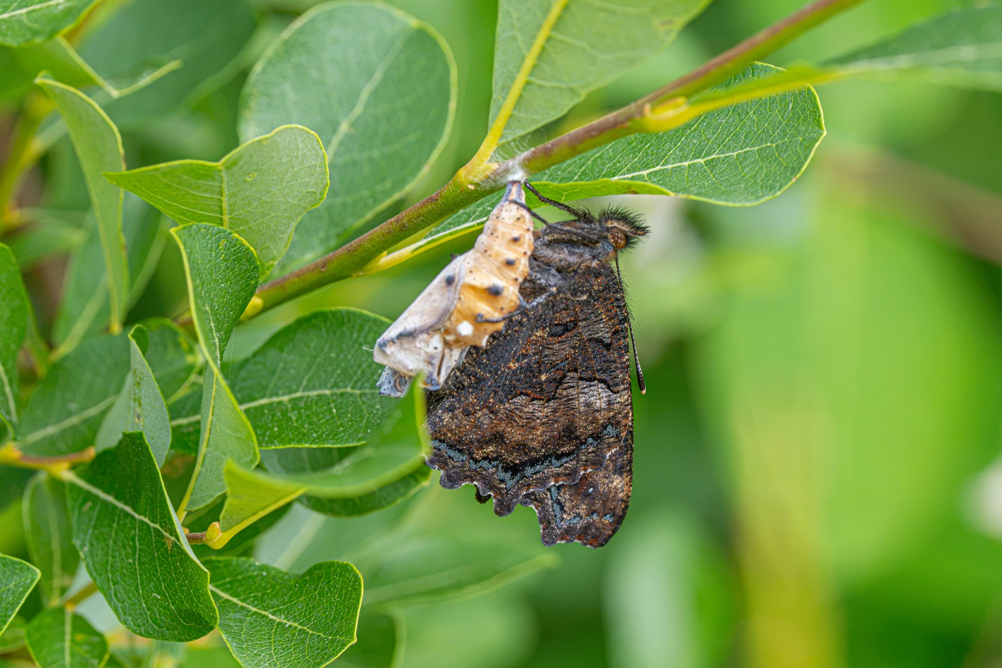 California tortoiseshell and pupa