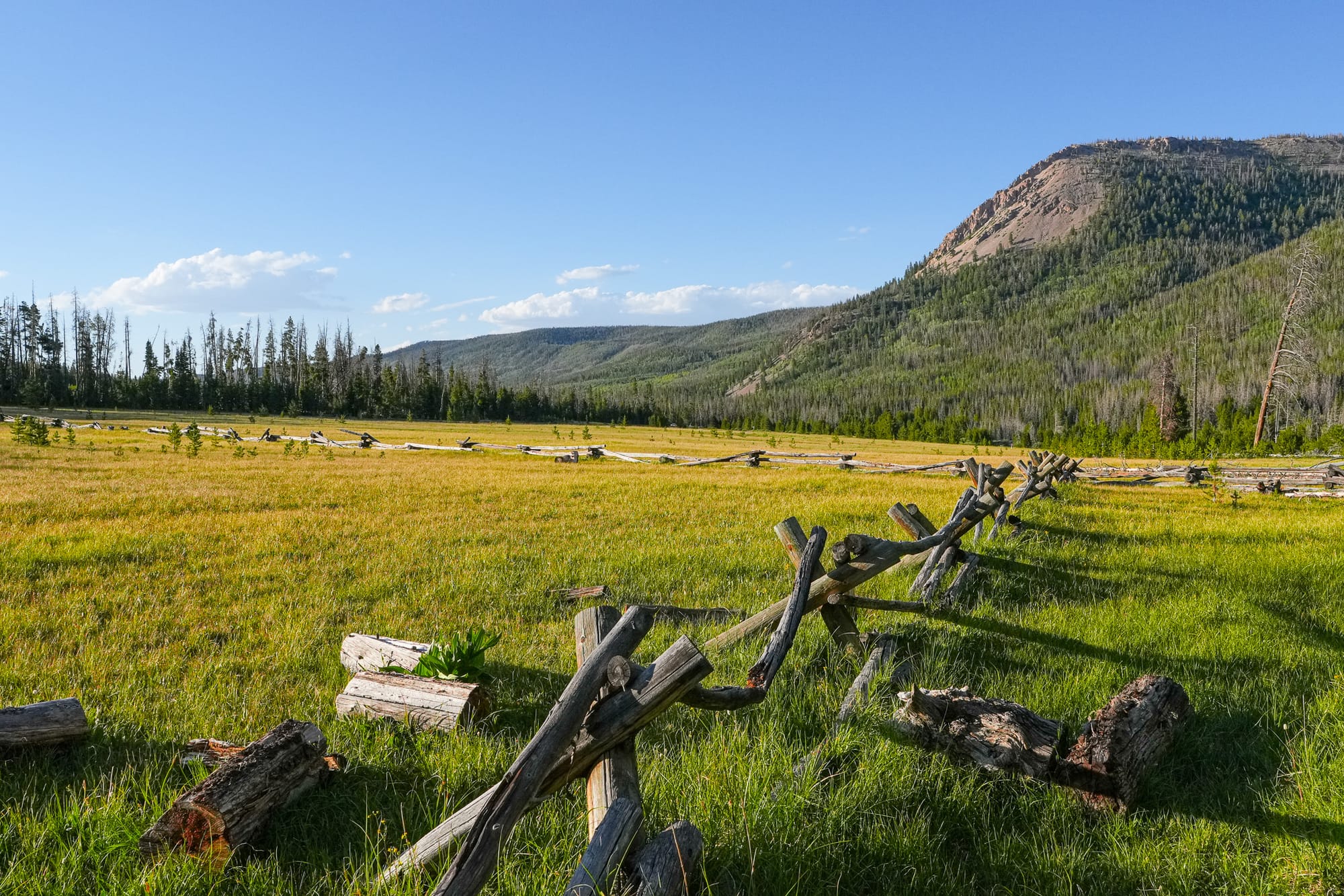 mountain meadow