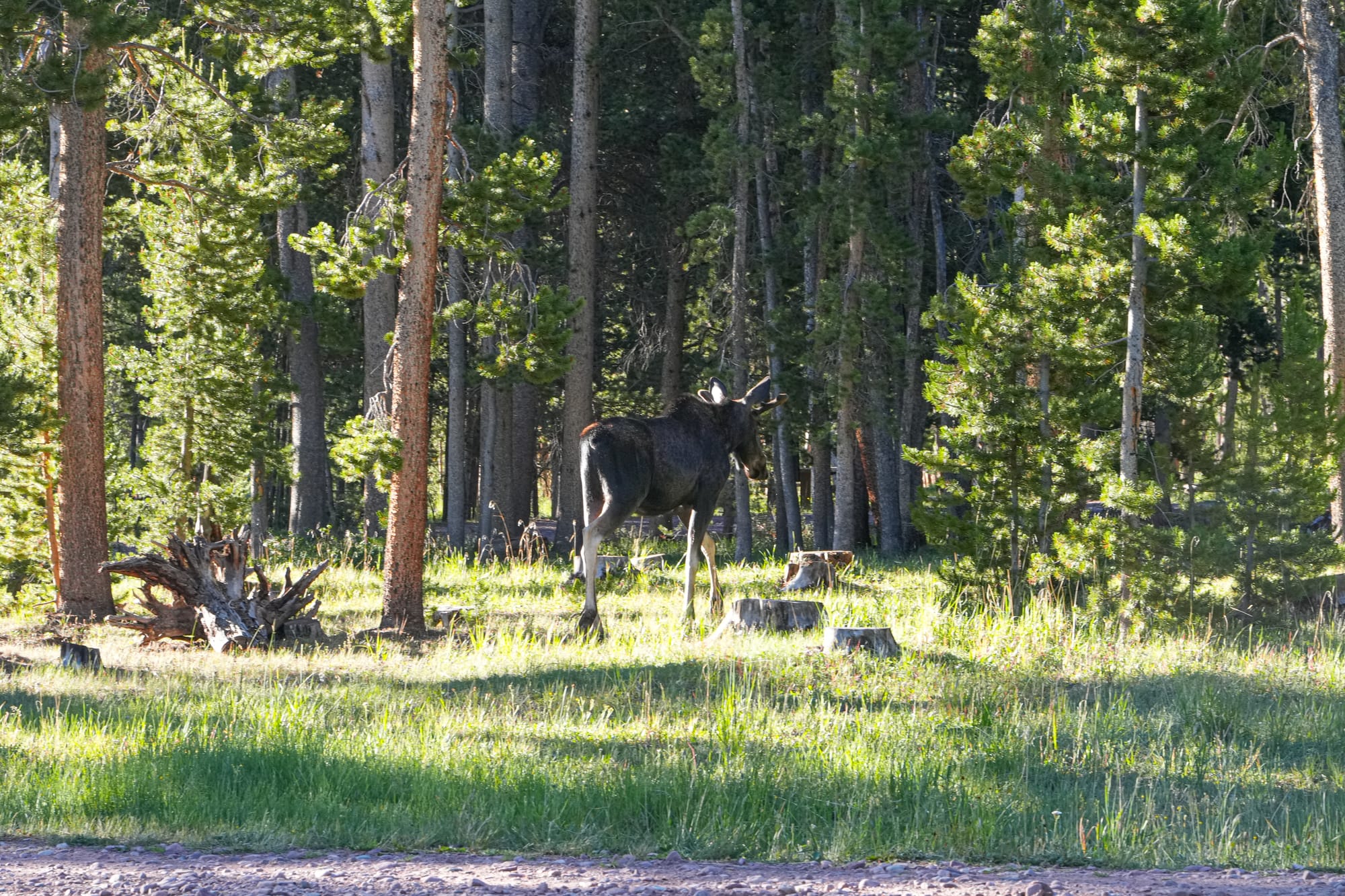 moose