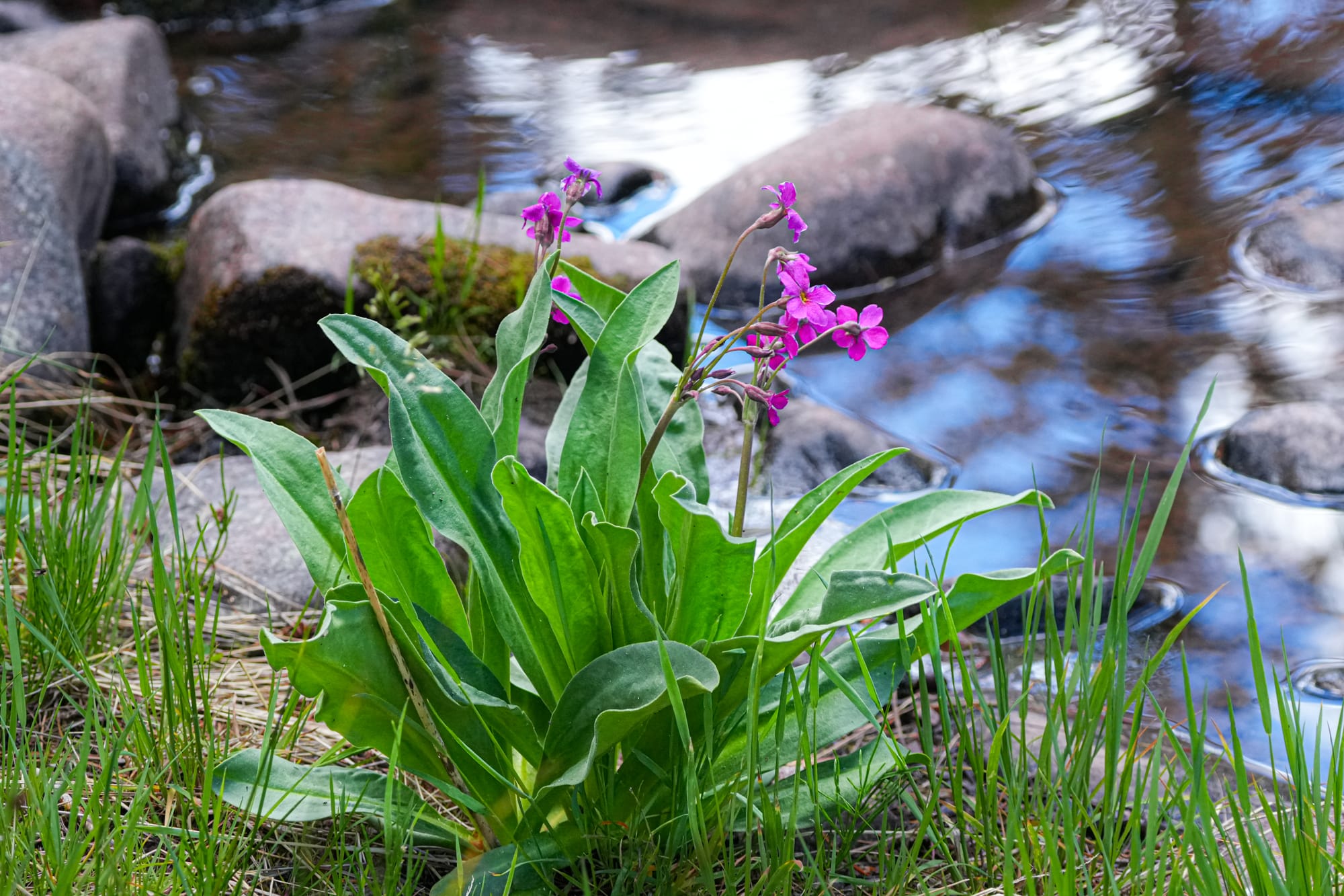 flowers along a creek