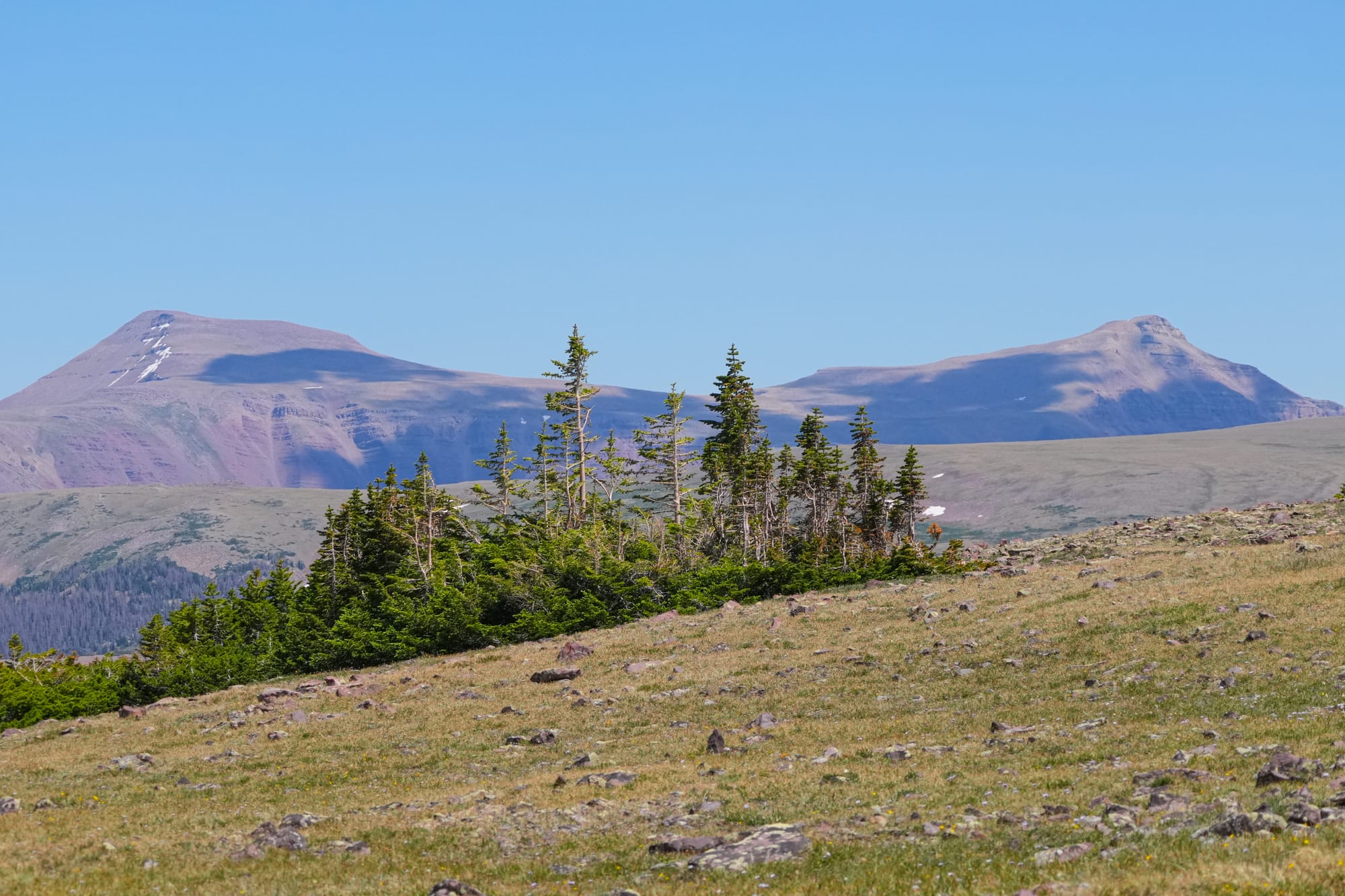 treeline in the Uinta Mountains