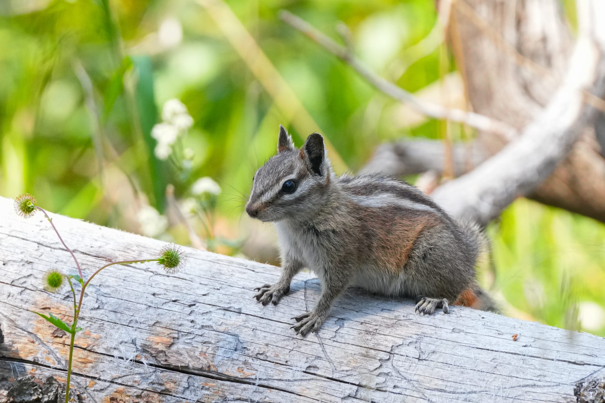 Uinta chipmunk