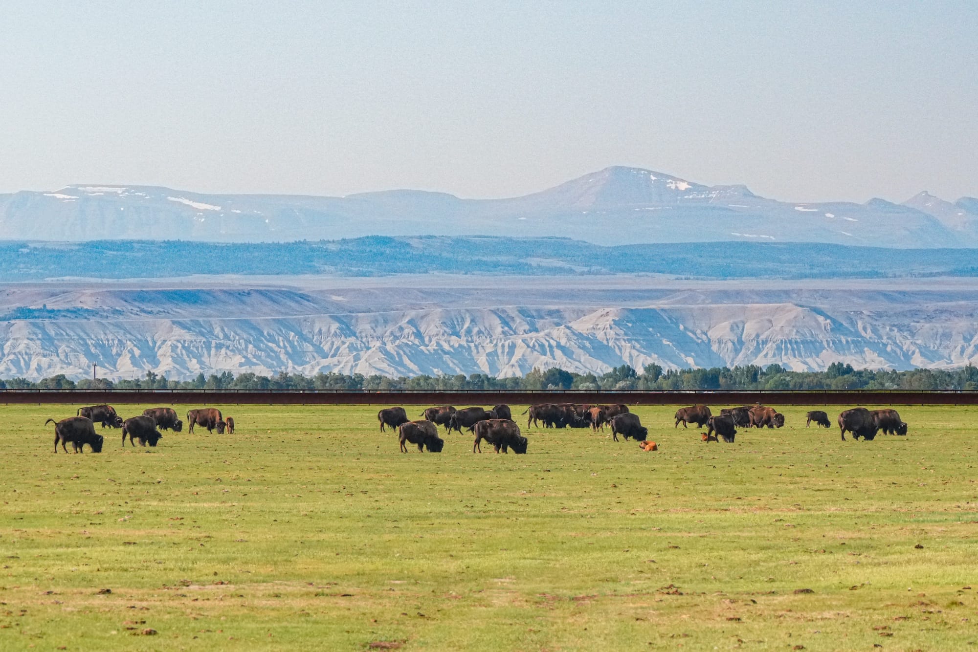 buffalo in front of mountains