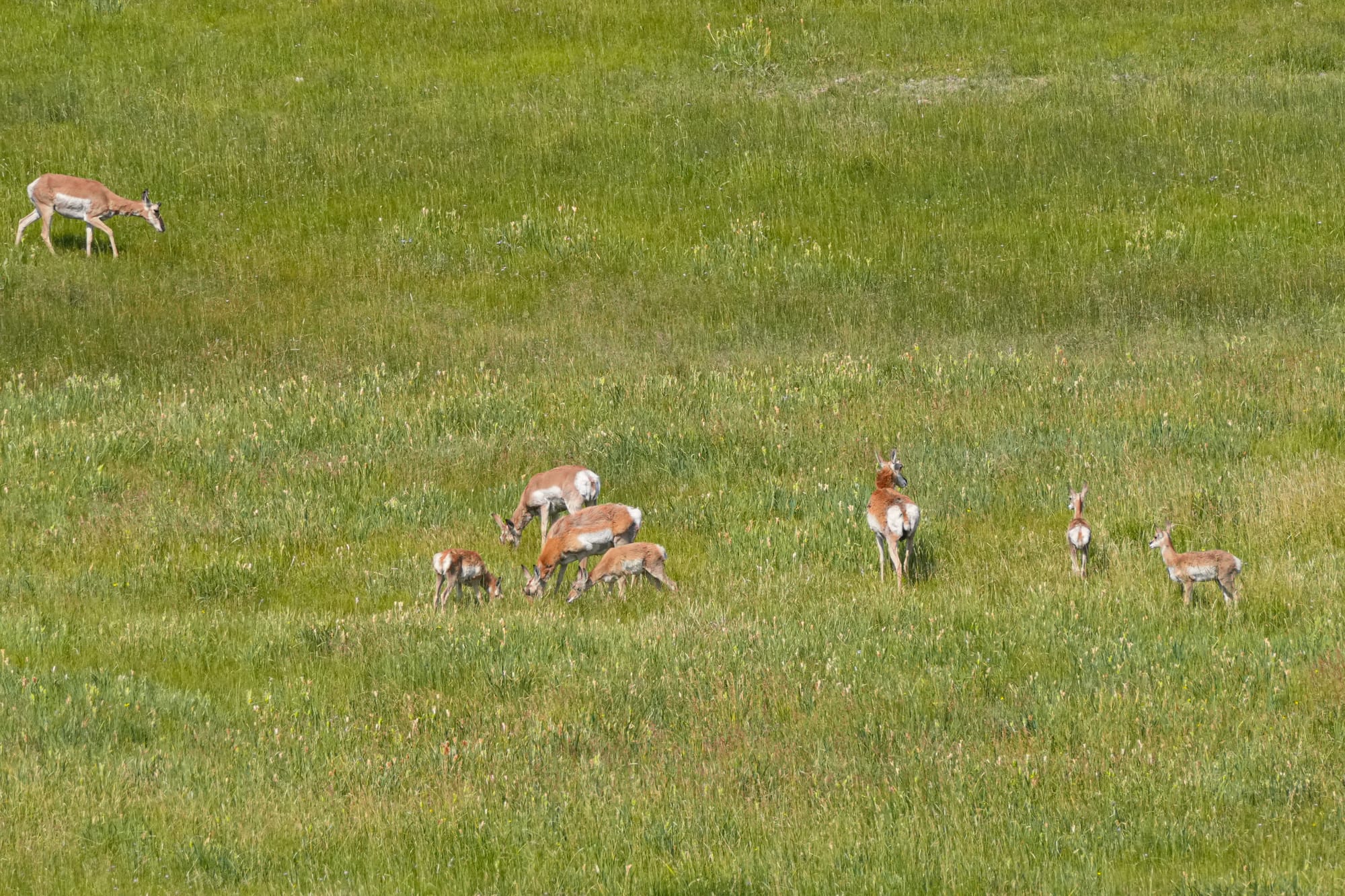 pronghorn antelope