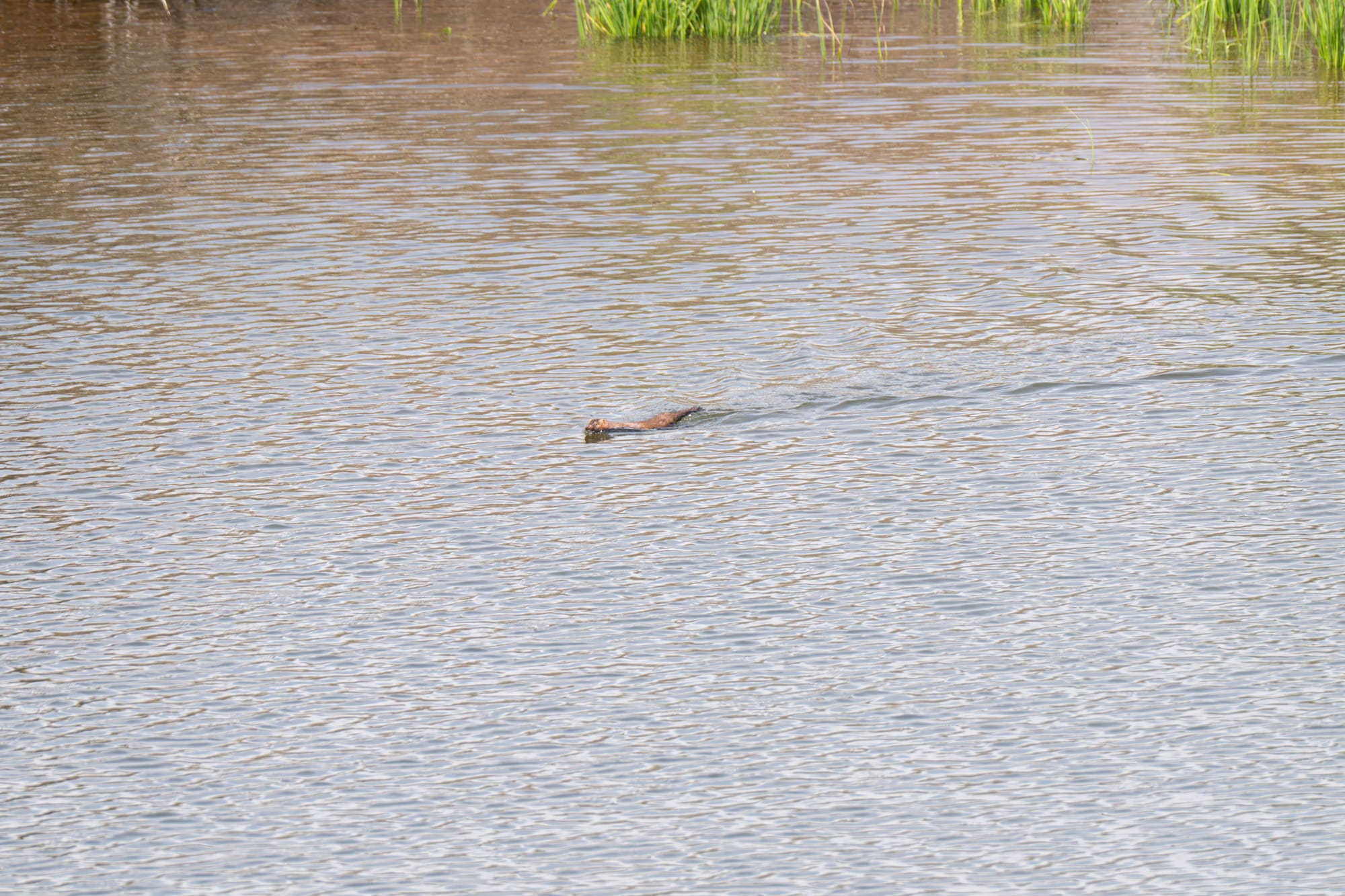 swimming mink