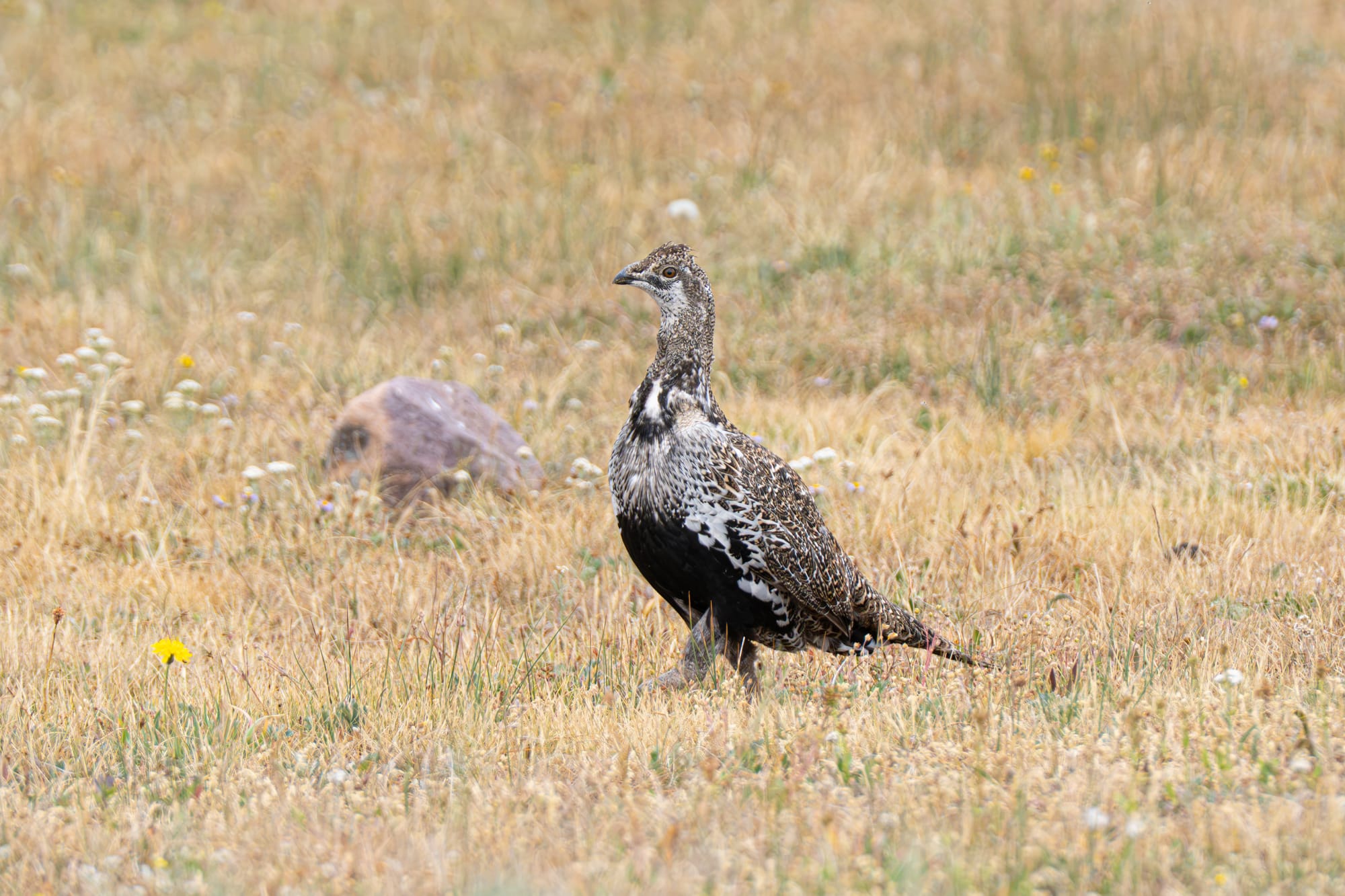 sage grouse