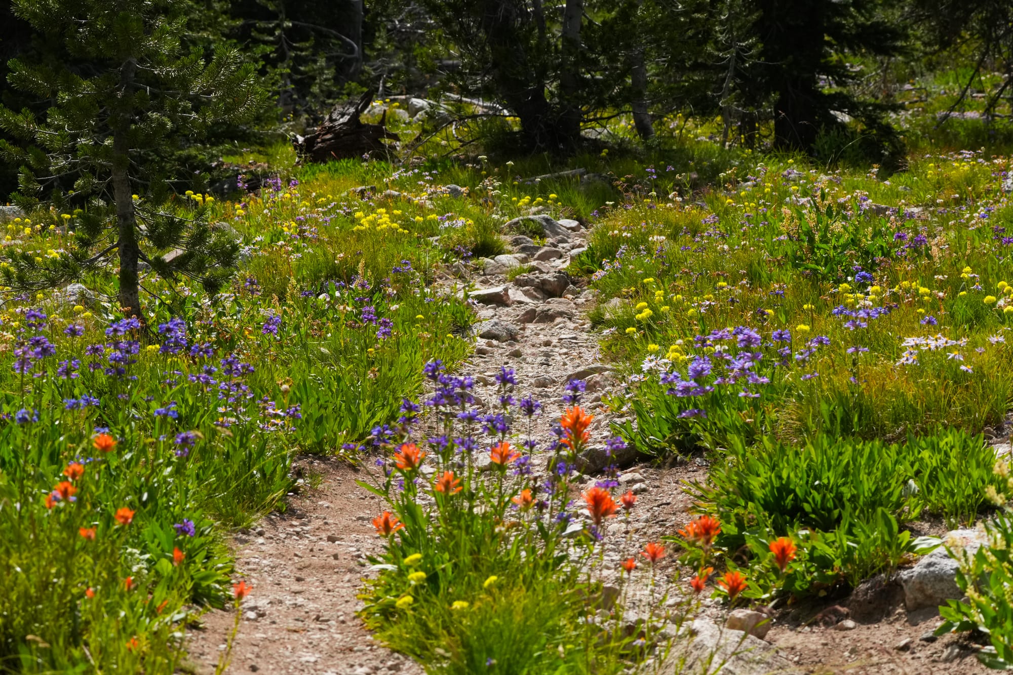 flowers along trail