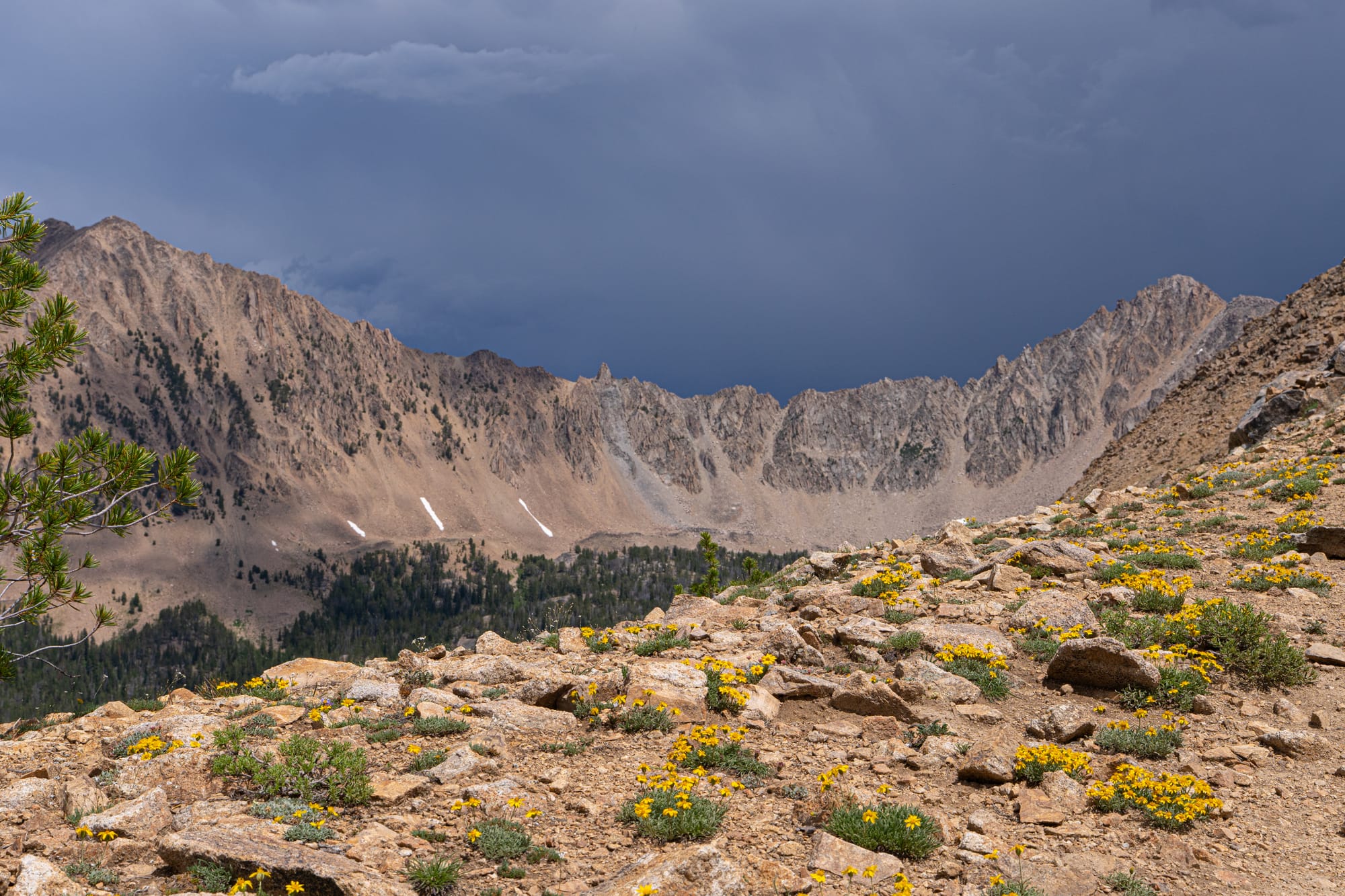 mountain flowers