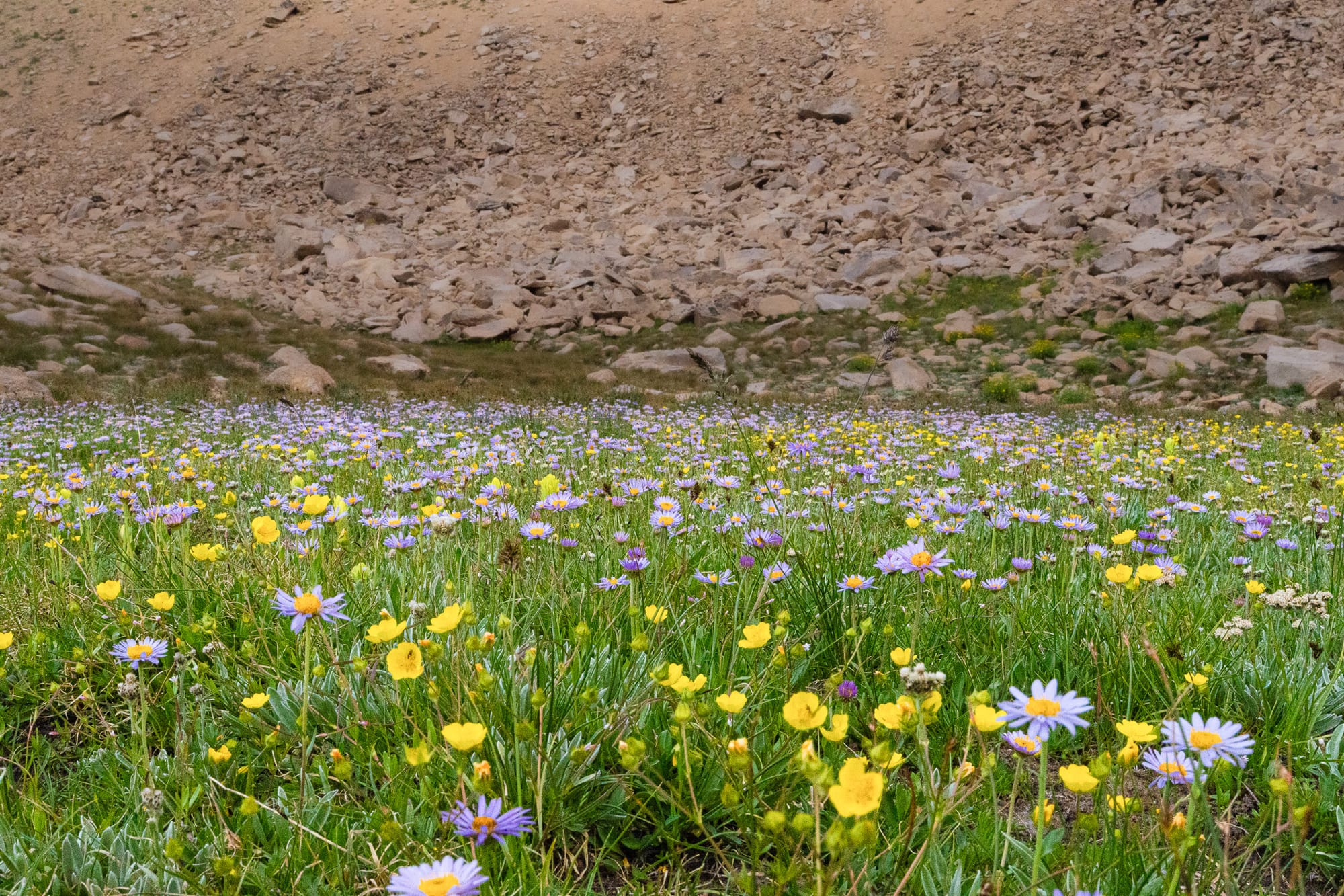 mountain flowers