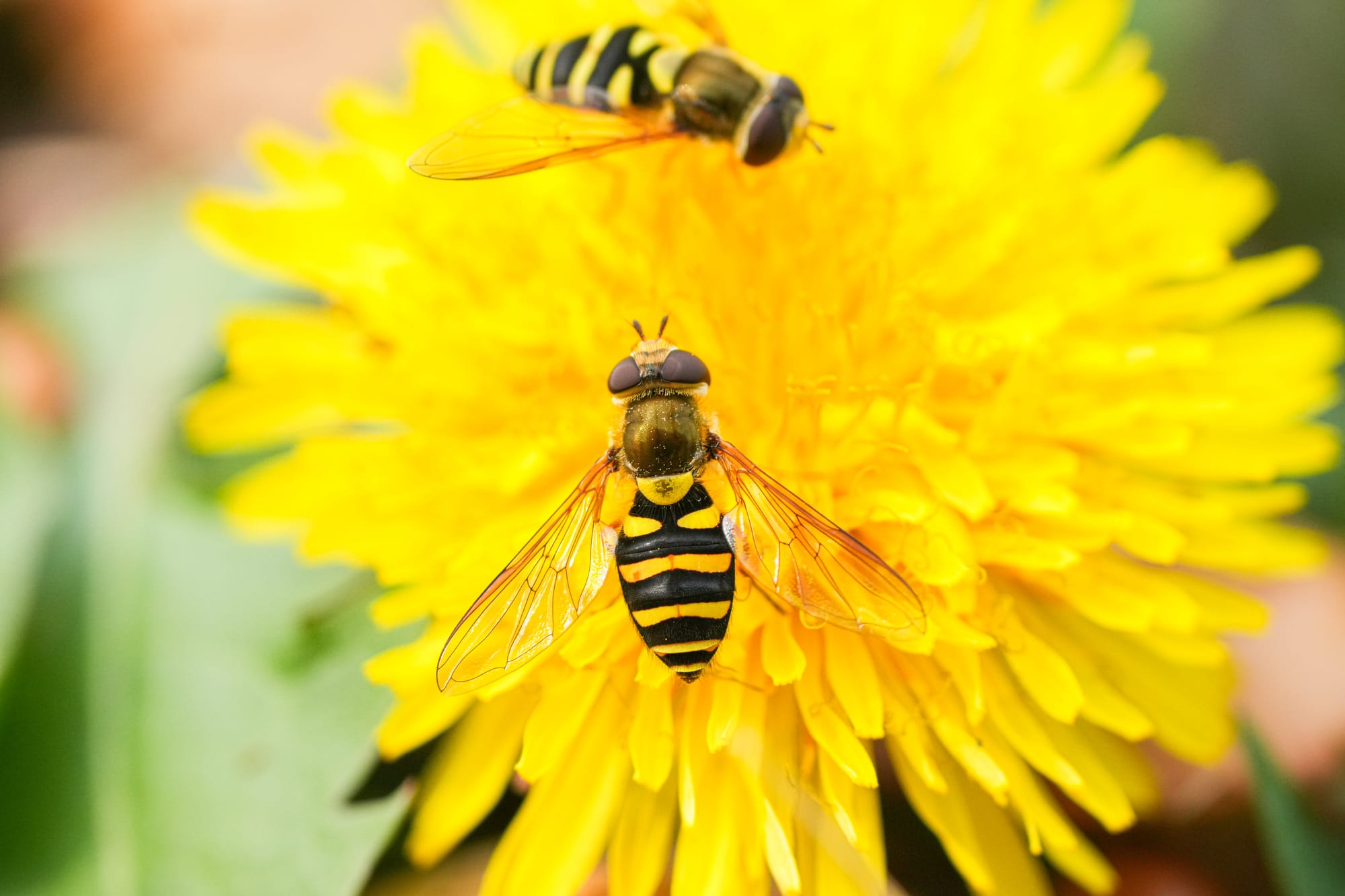 flies on a dandelion