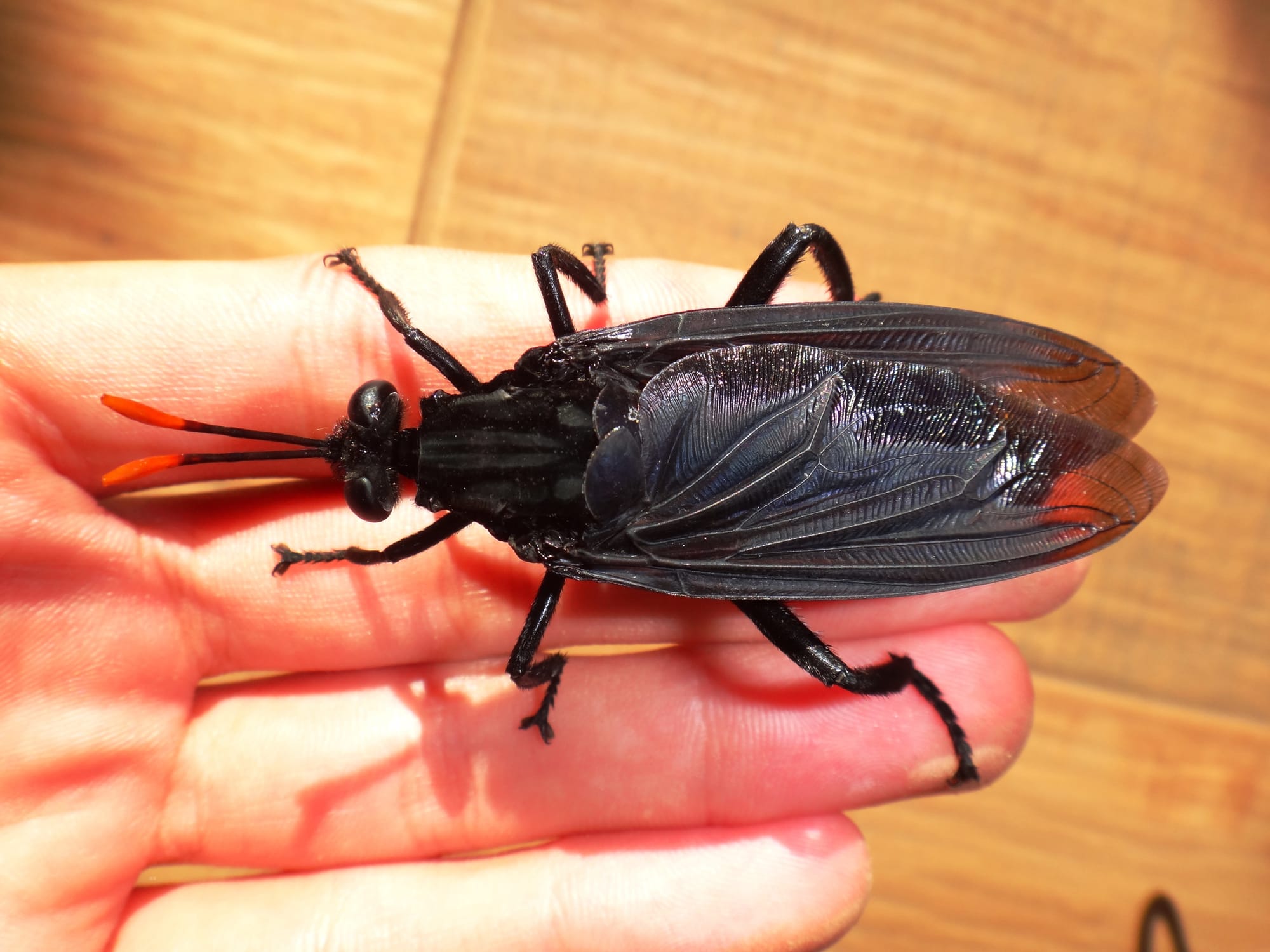 world's largest fly