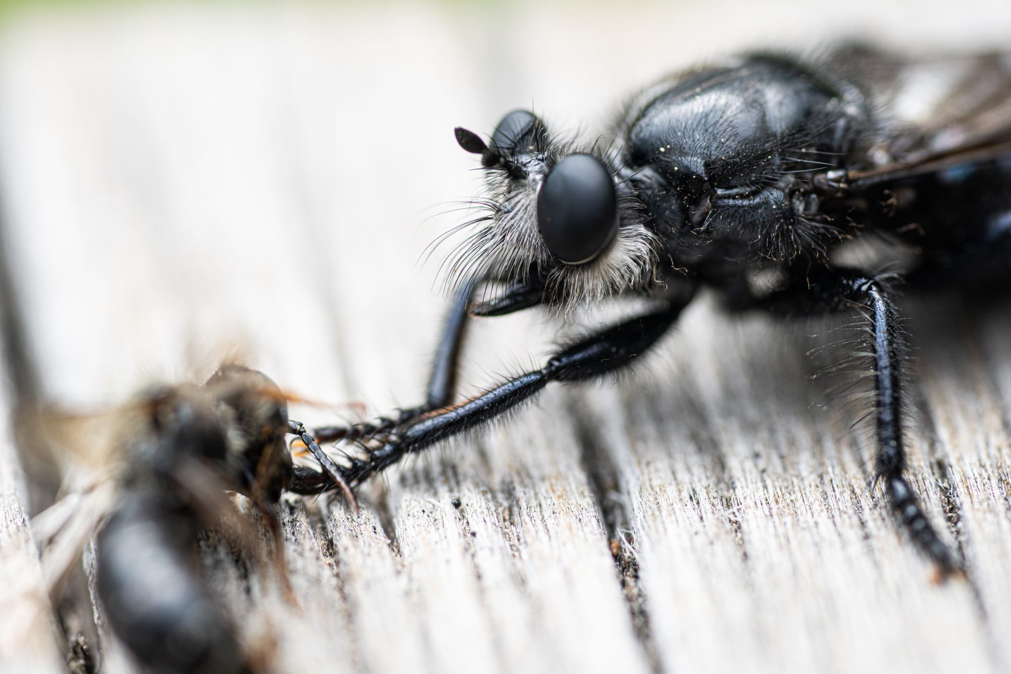 robber fly