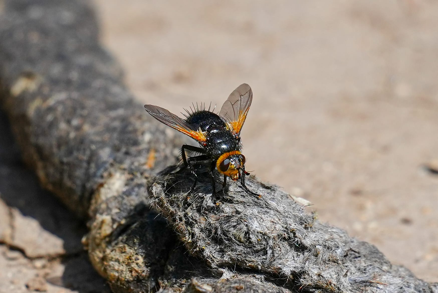 fly on scat