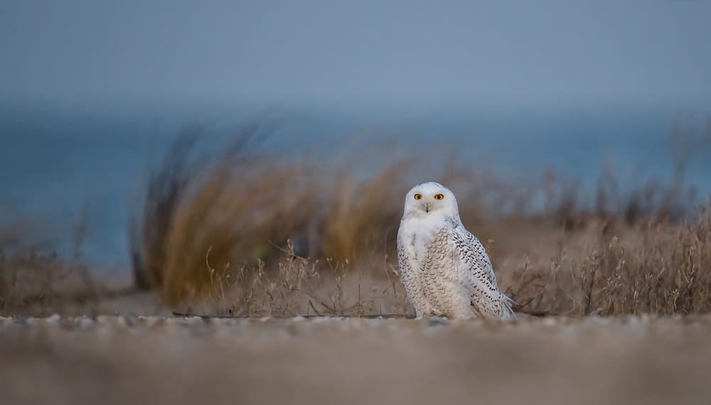 snowy owl