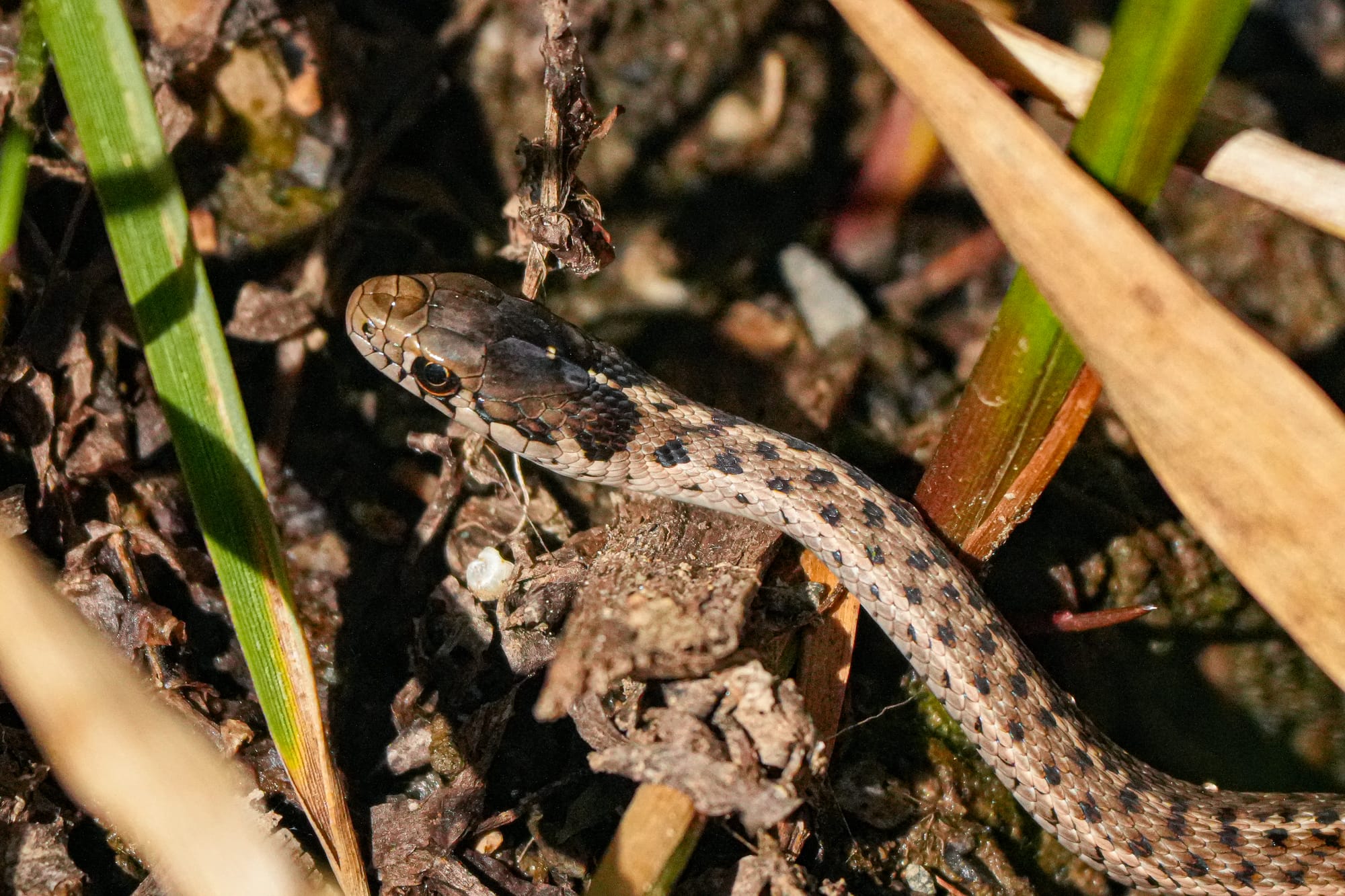 garter snake
