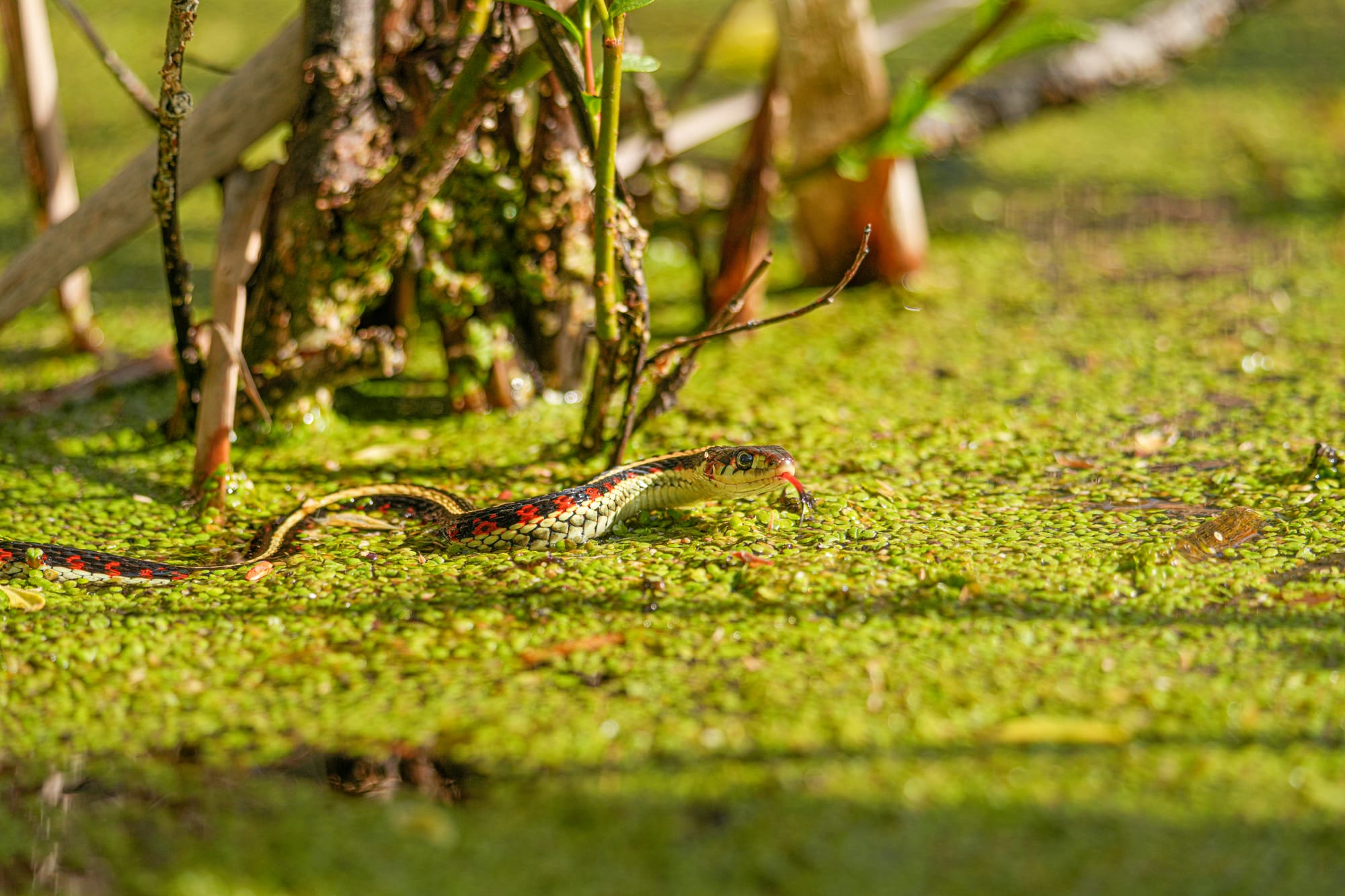 garter snake