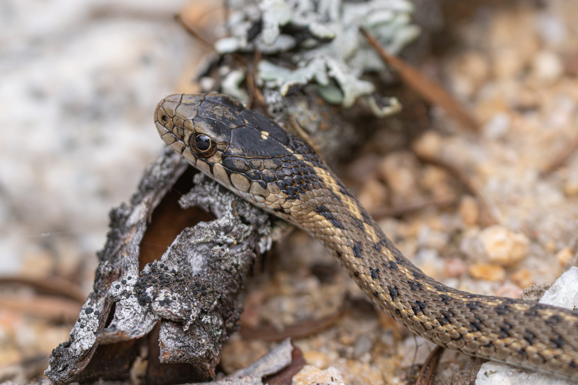 garter snake