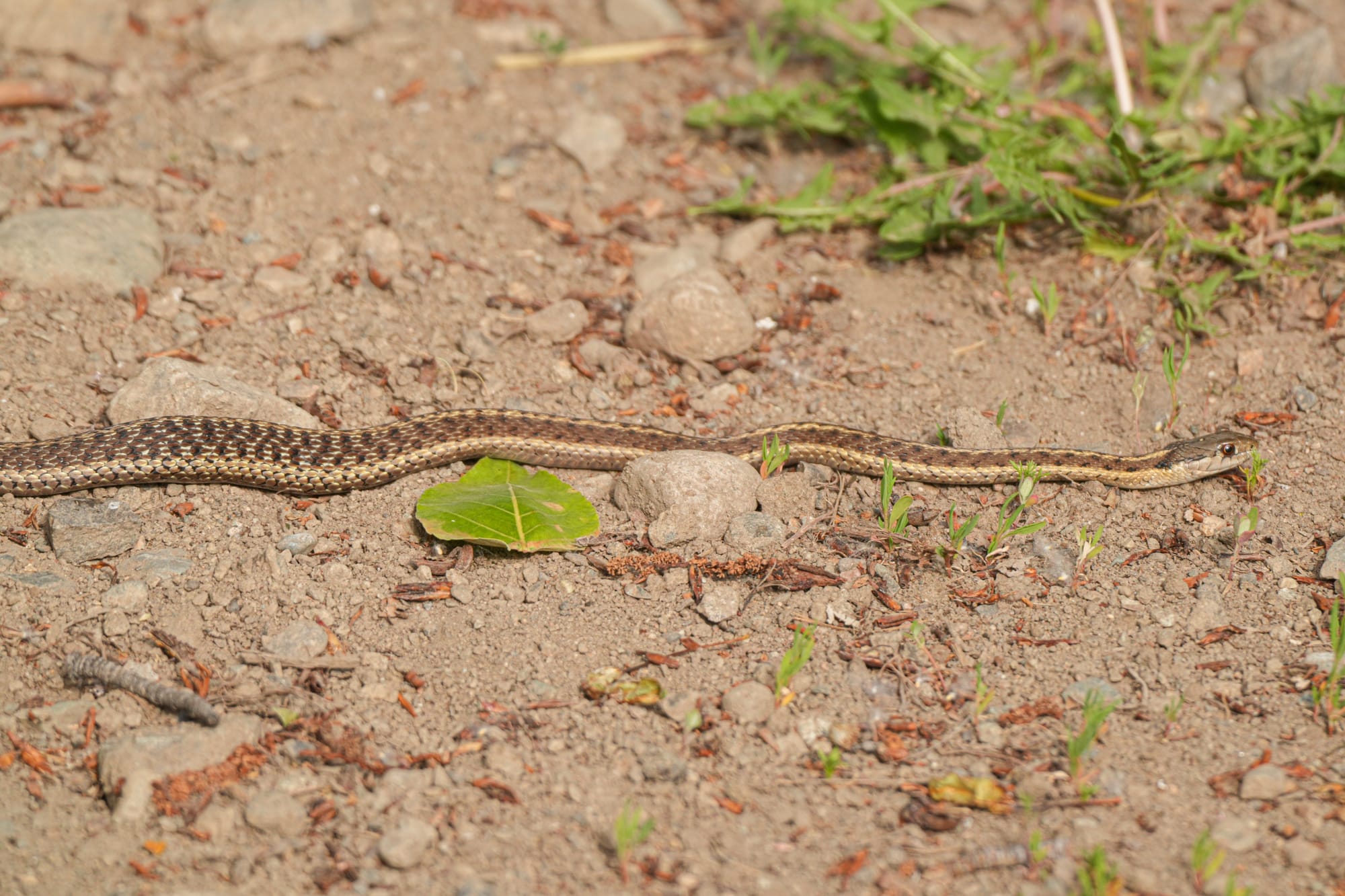 garter snake