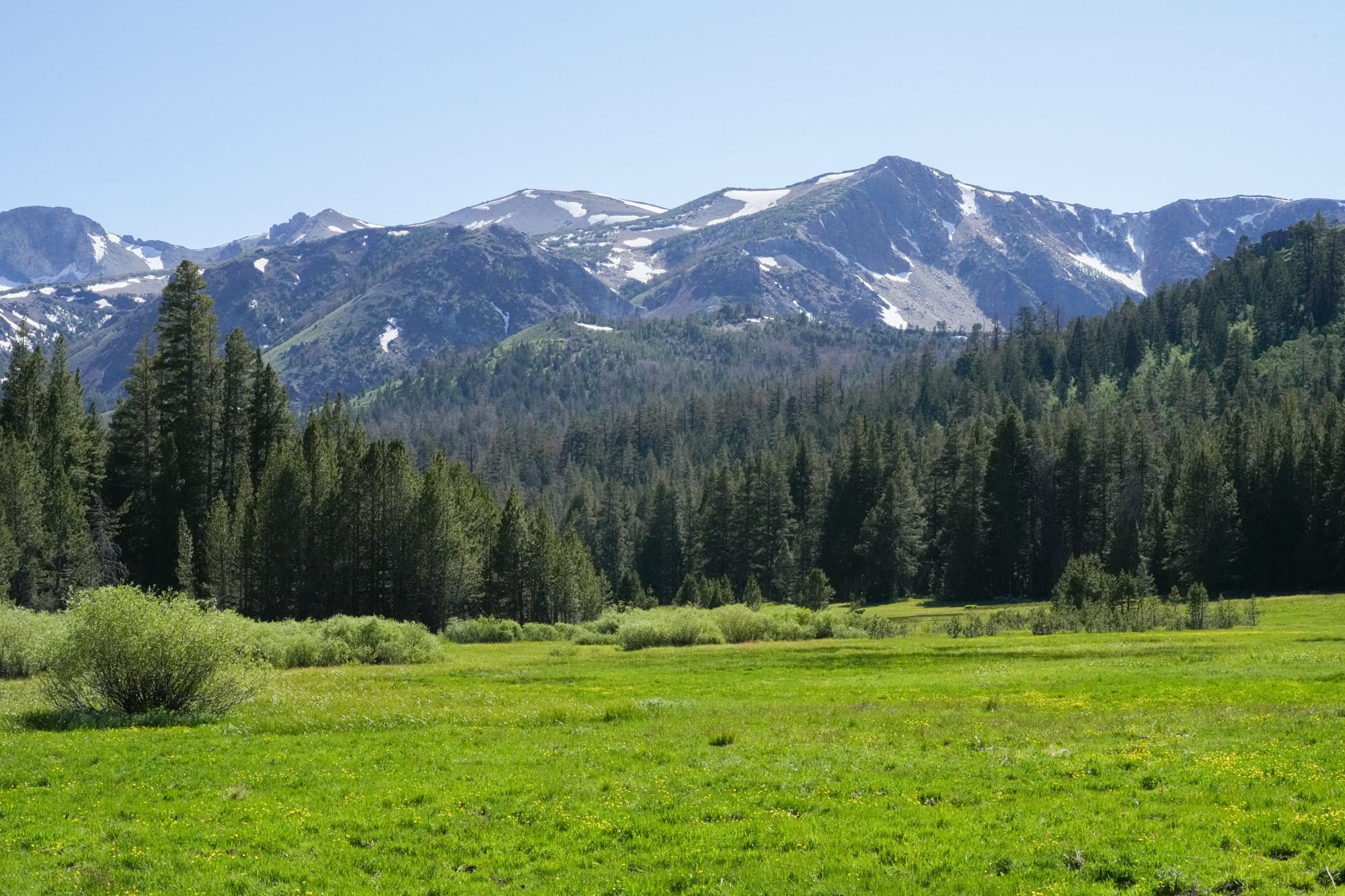 mountain meadow