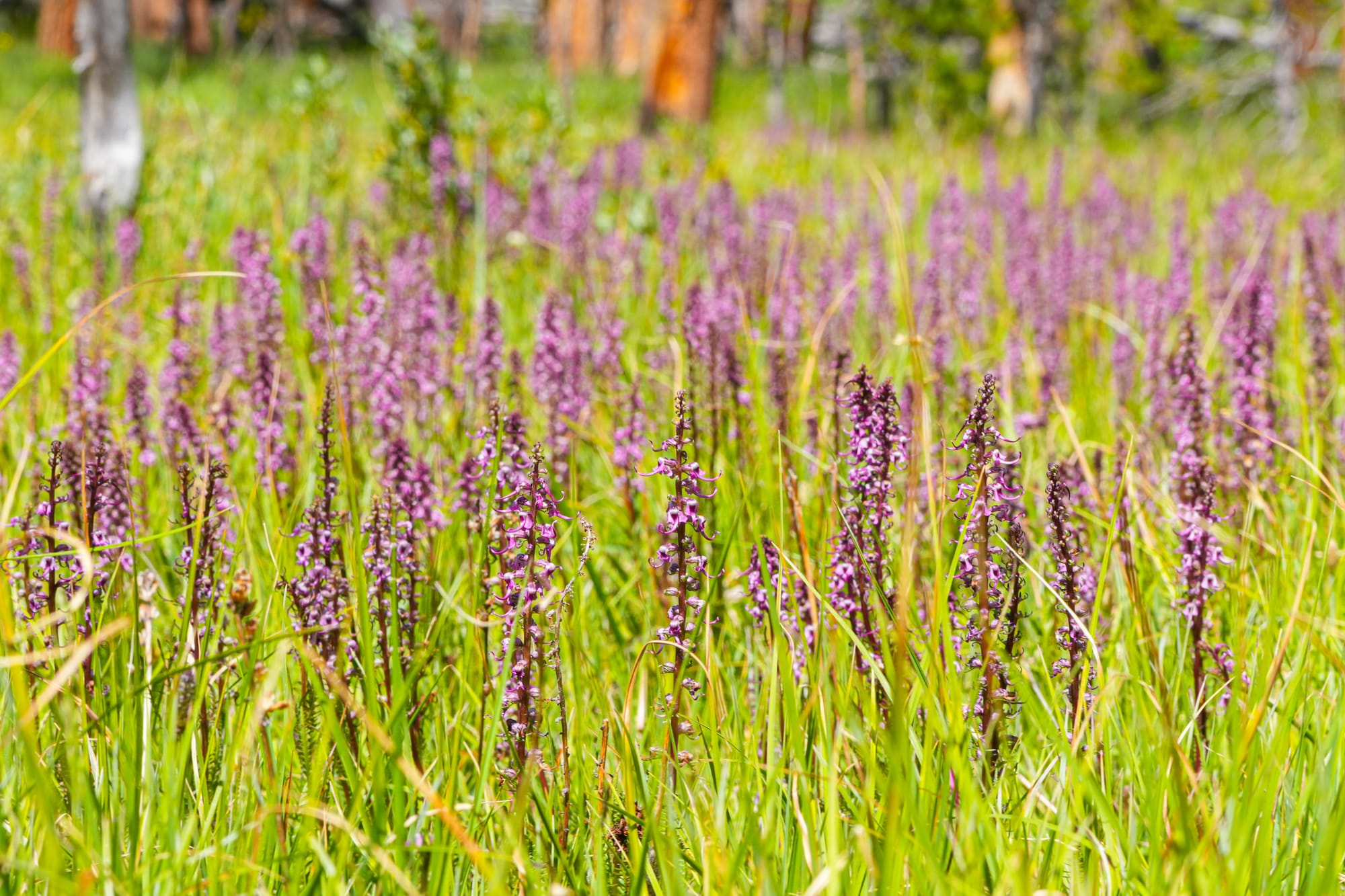 elephant's head flowers