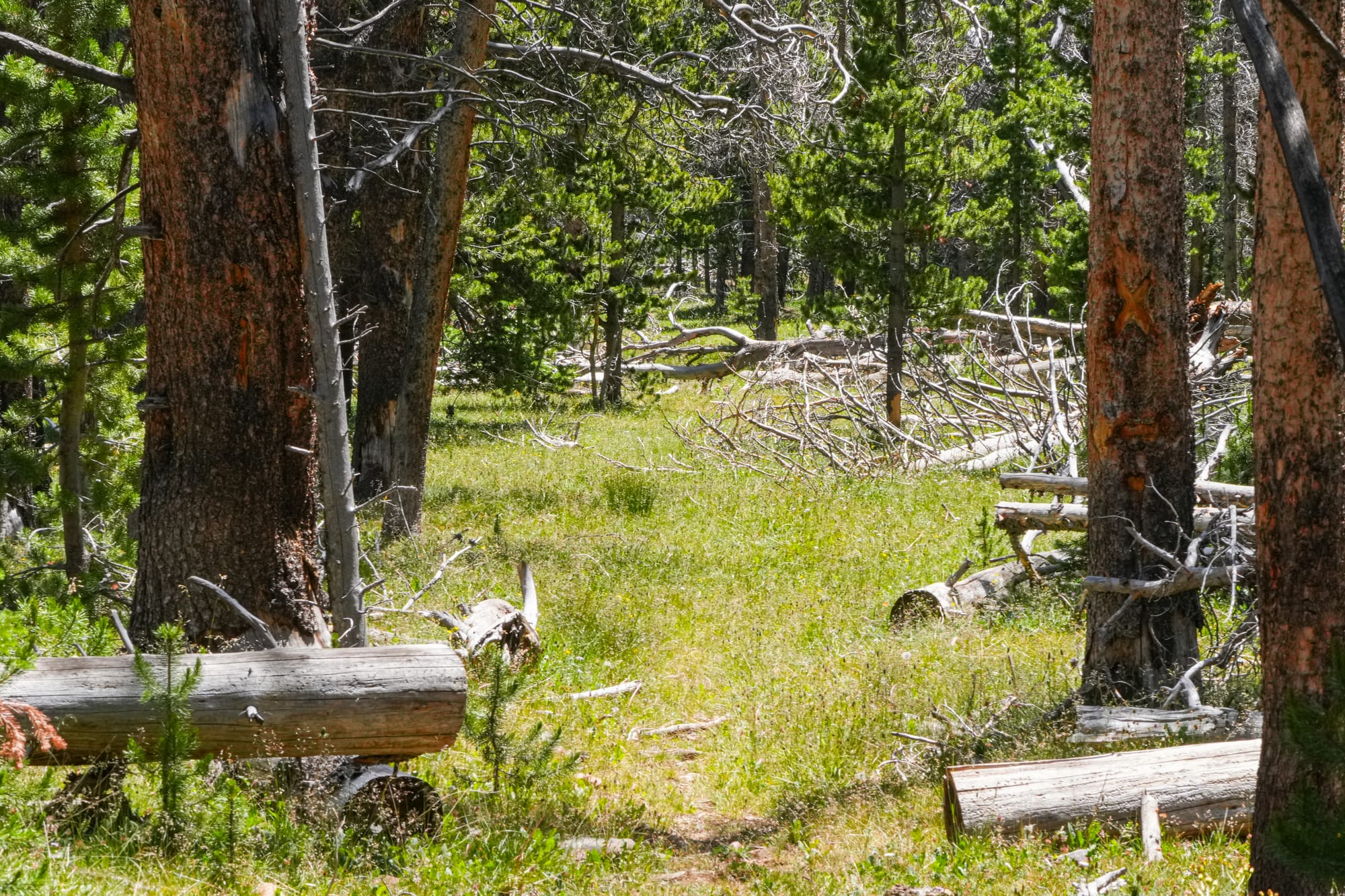 trail through forest