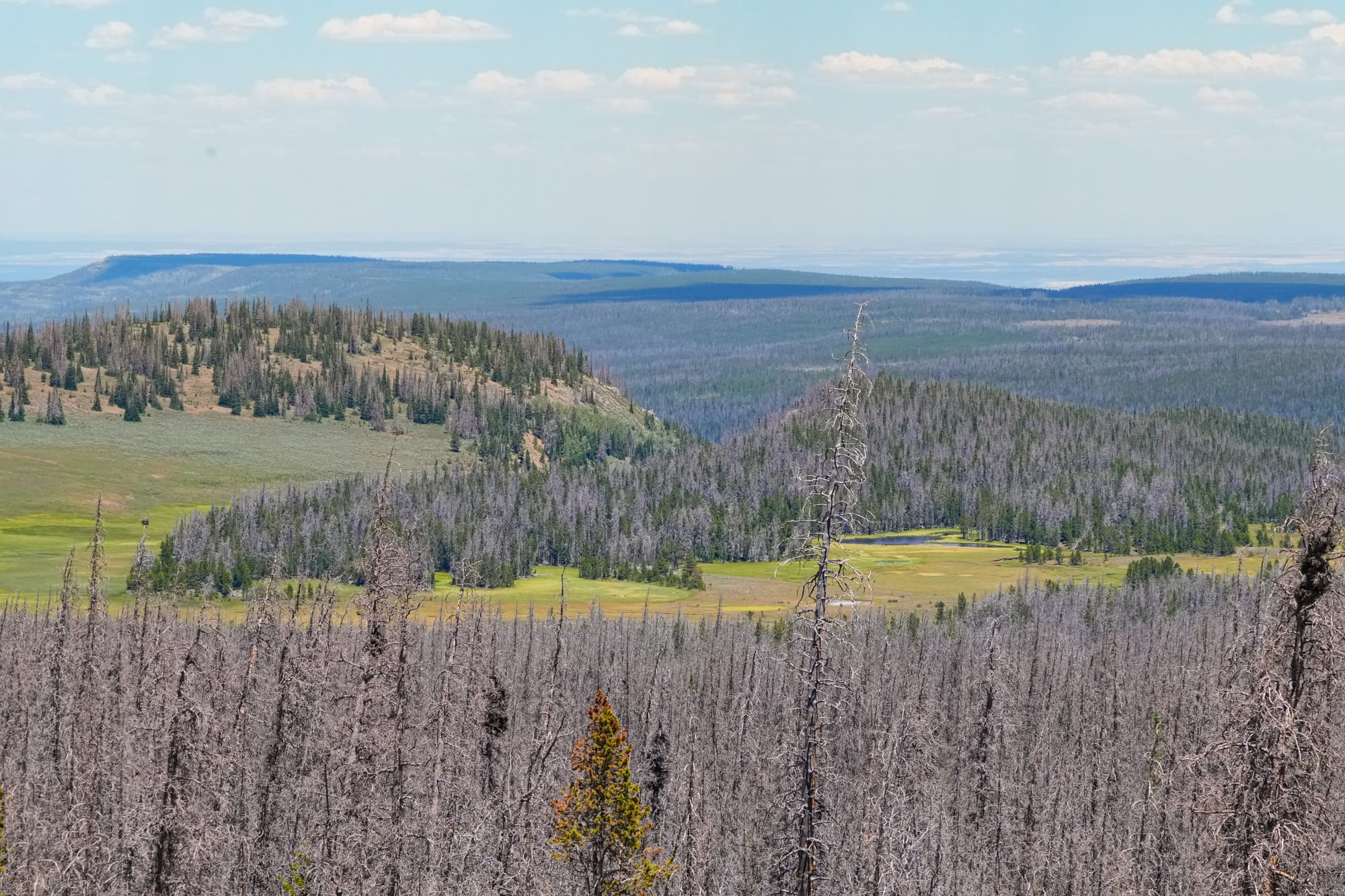 beetle-killed forests