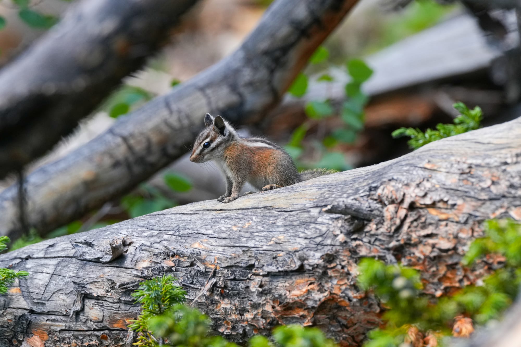chipmunk