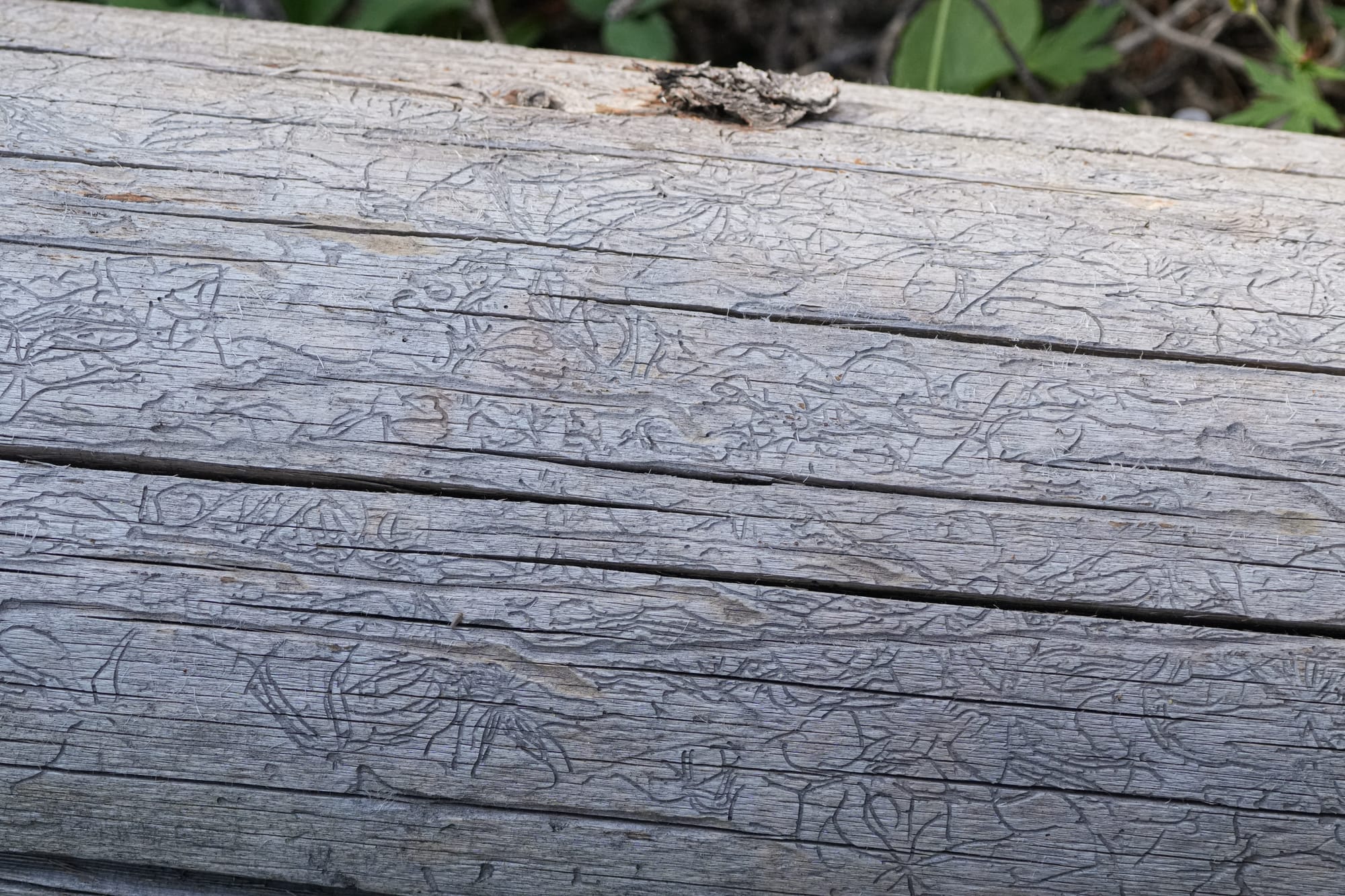 beetle tunnels in wood