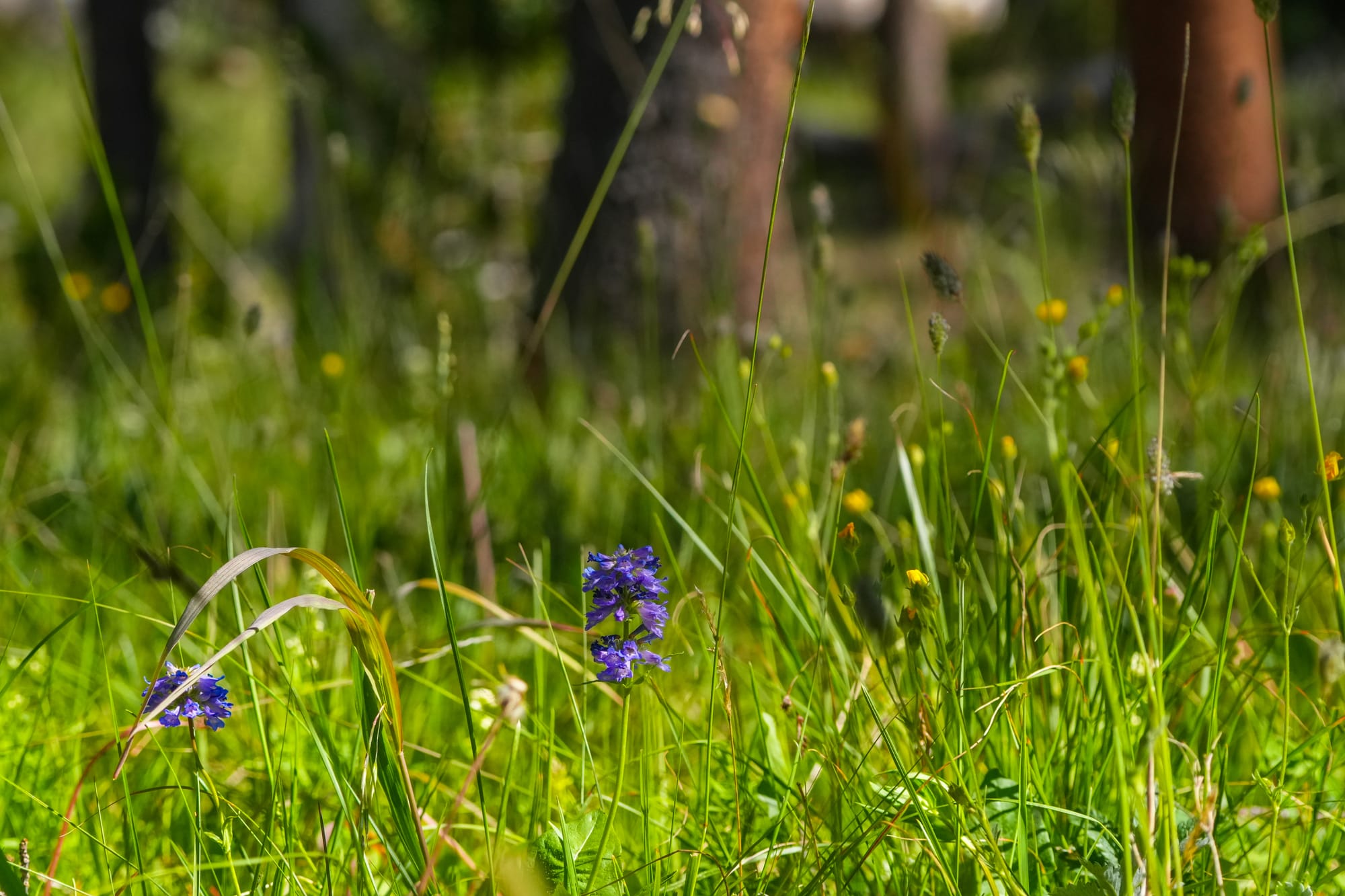 flowers in lodgepole pine forest