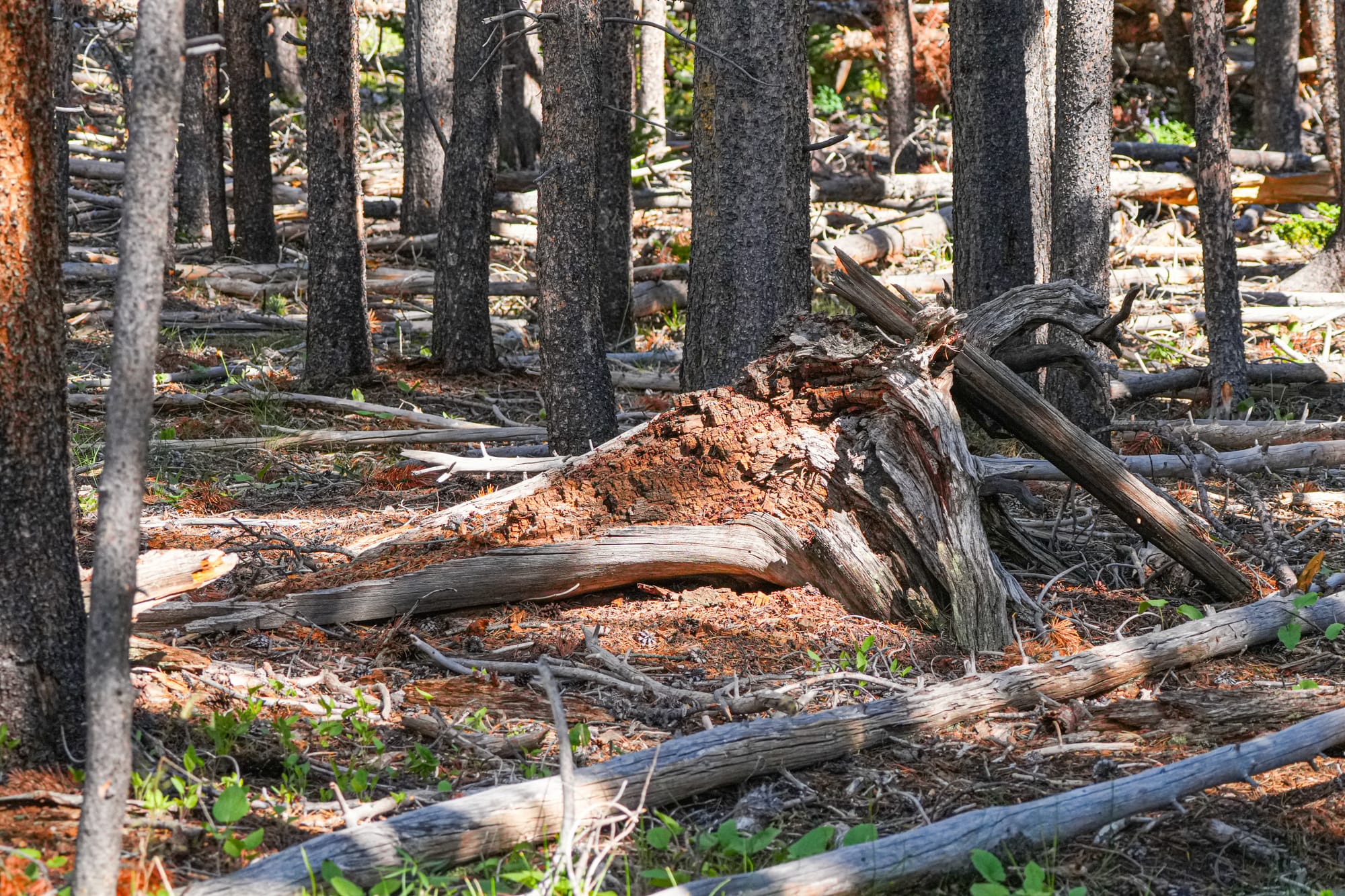 decomposing tree