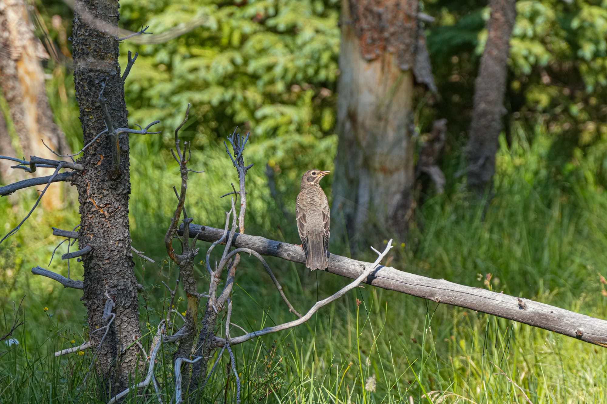fledgling American robin