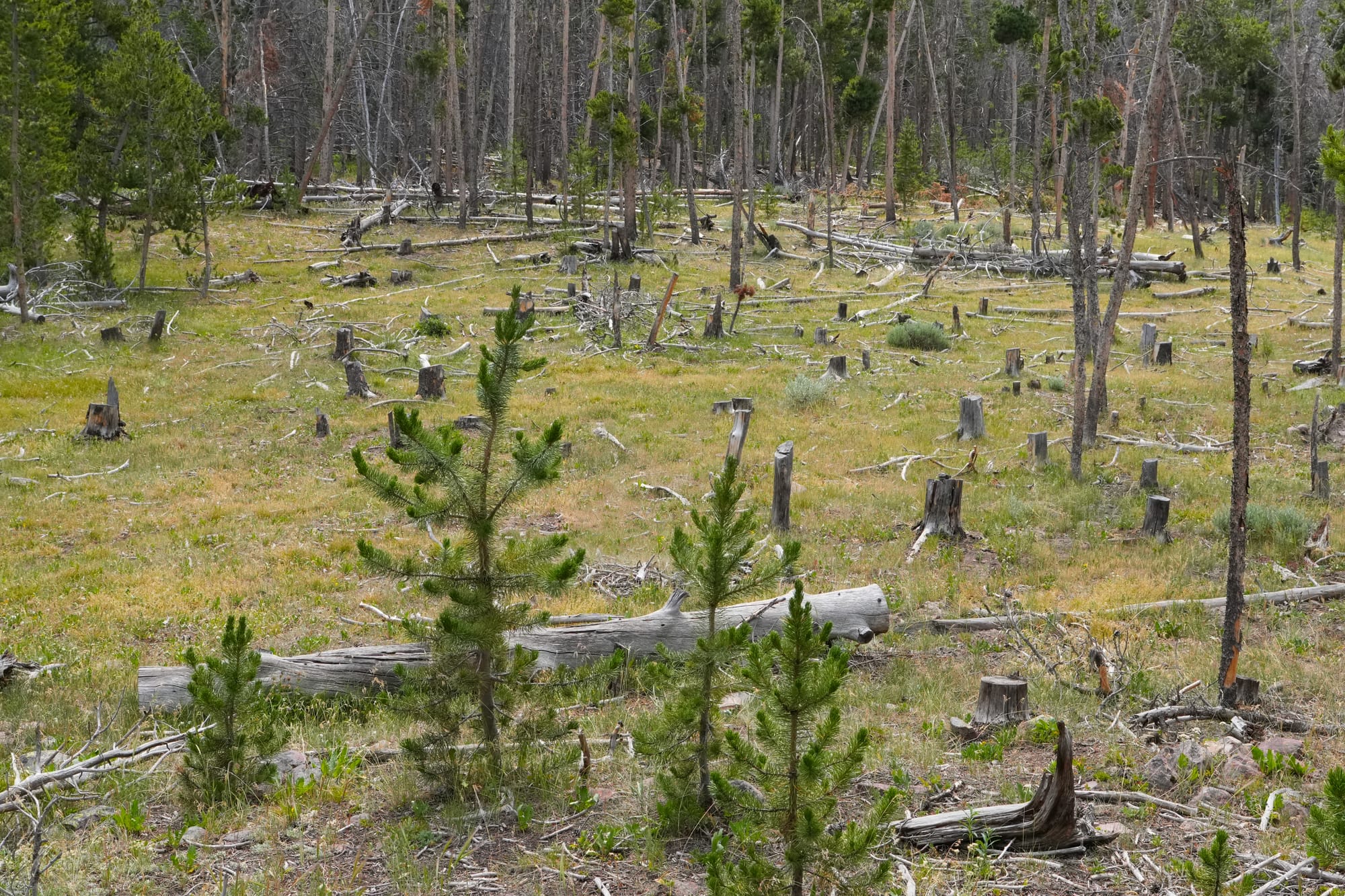 forest thinning