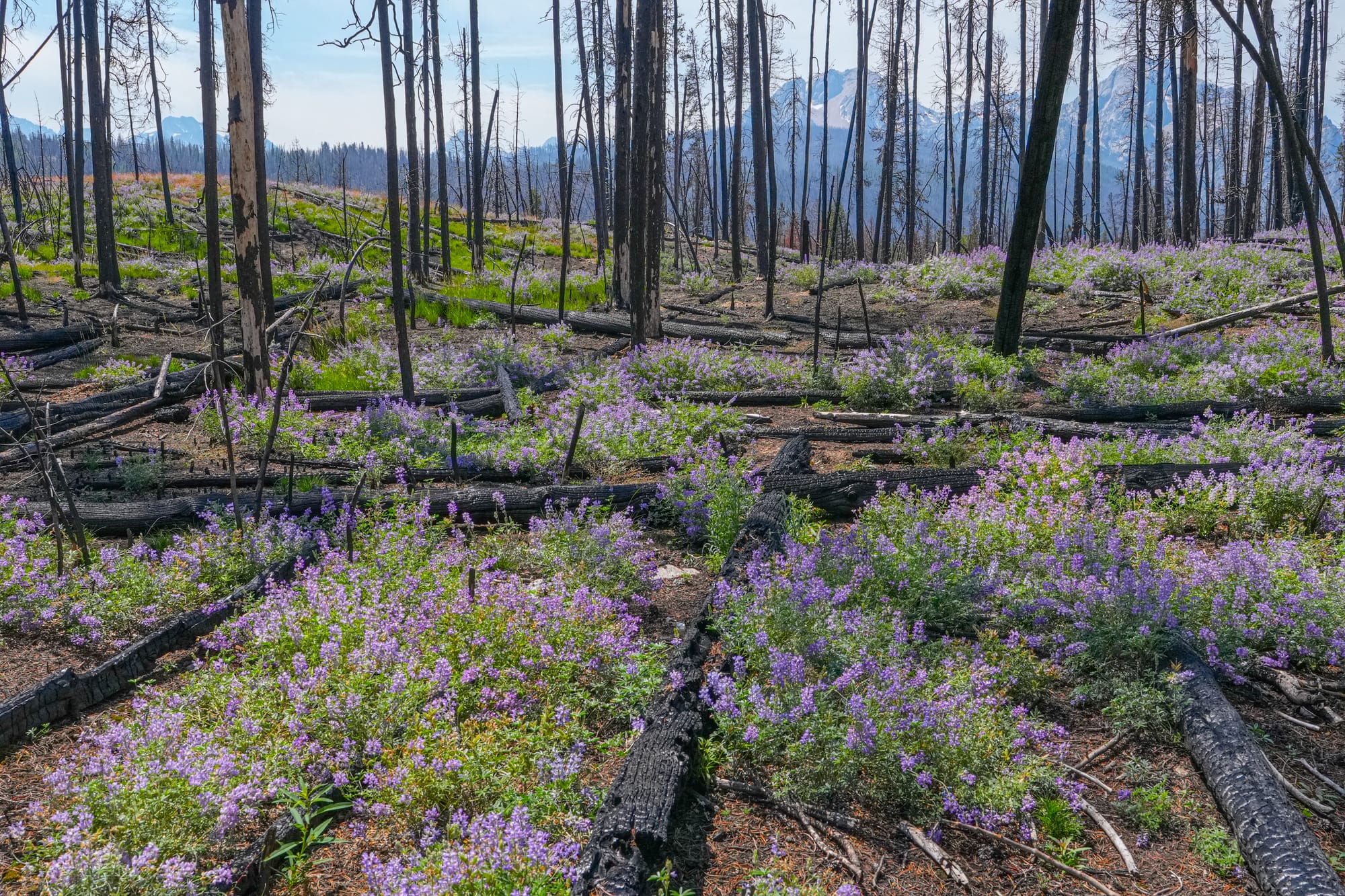 lupine after wildfire