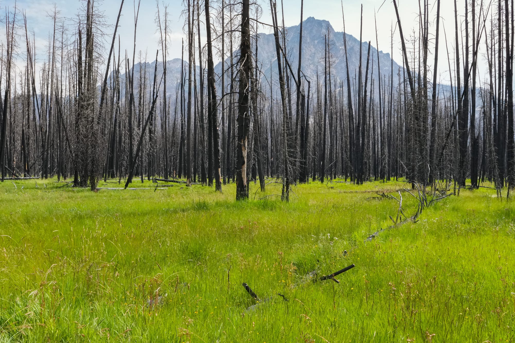 grasses in burned forest