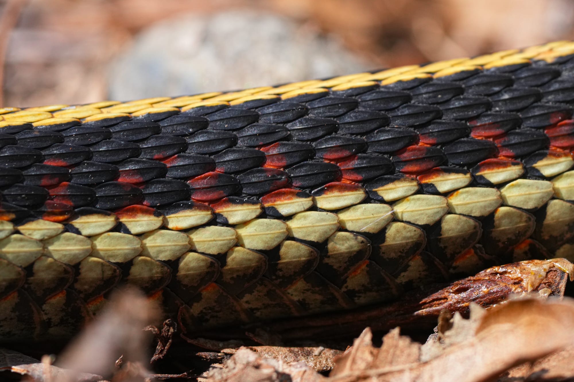 snake skin